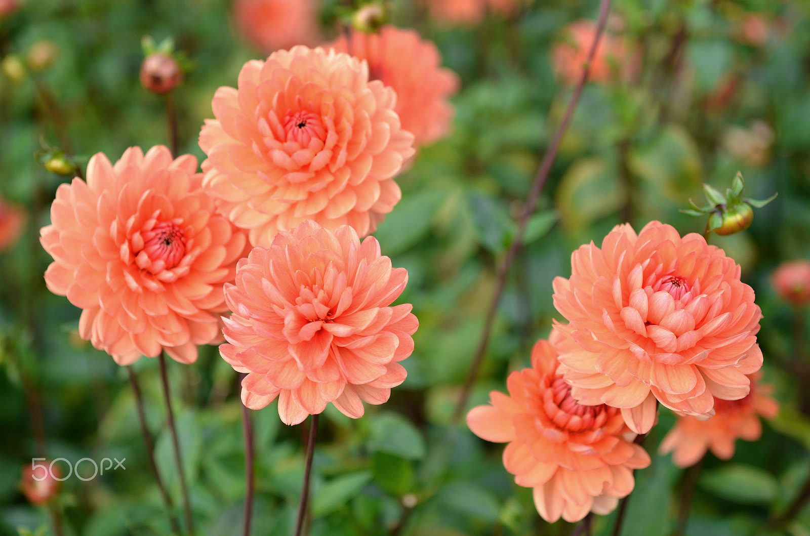 Nikon D7000 + Sigma 50mm F2.8 EX DG Macro sample photo. Orange dahlia photography