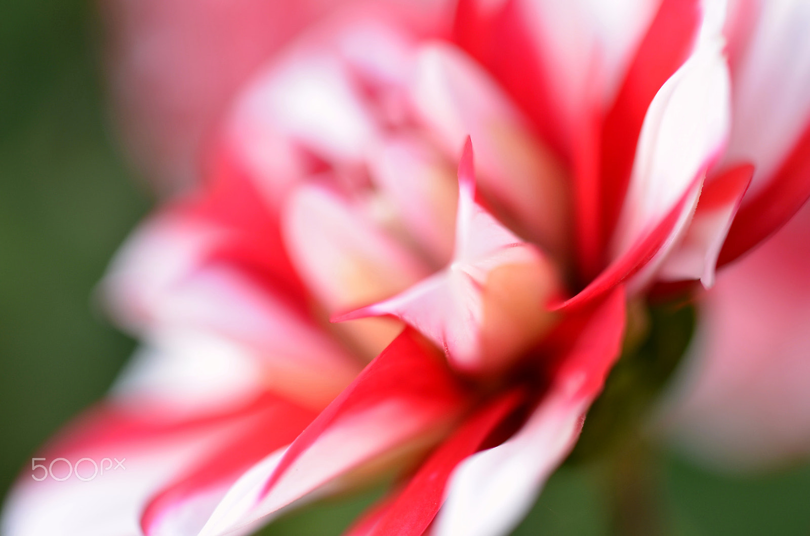 Nikon D7000 sample photo. Red and white dahlia close up photography