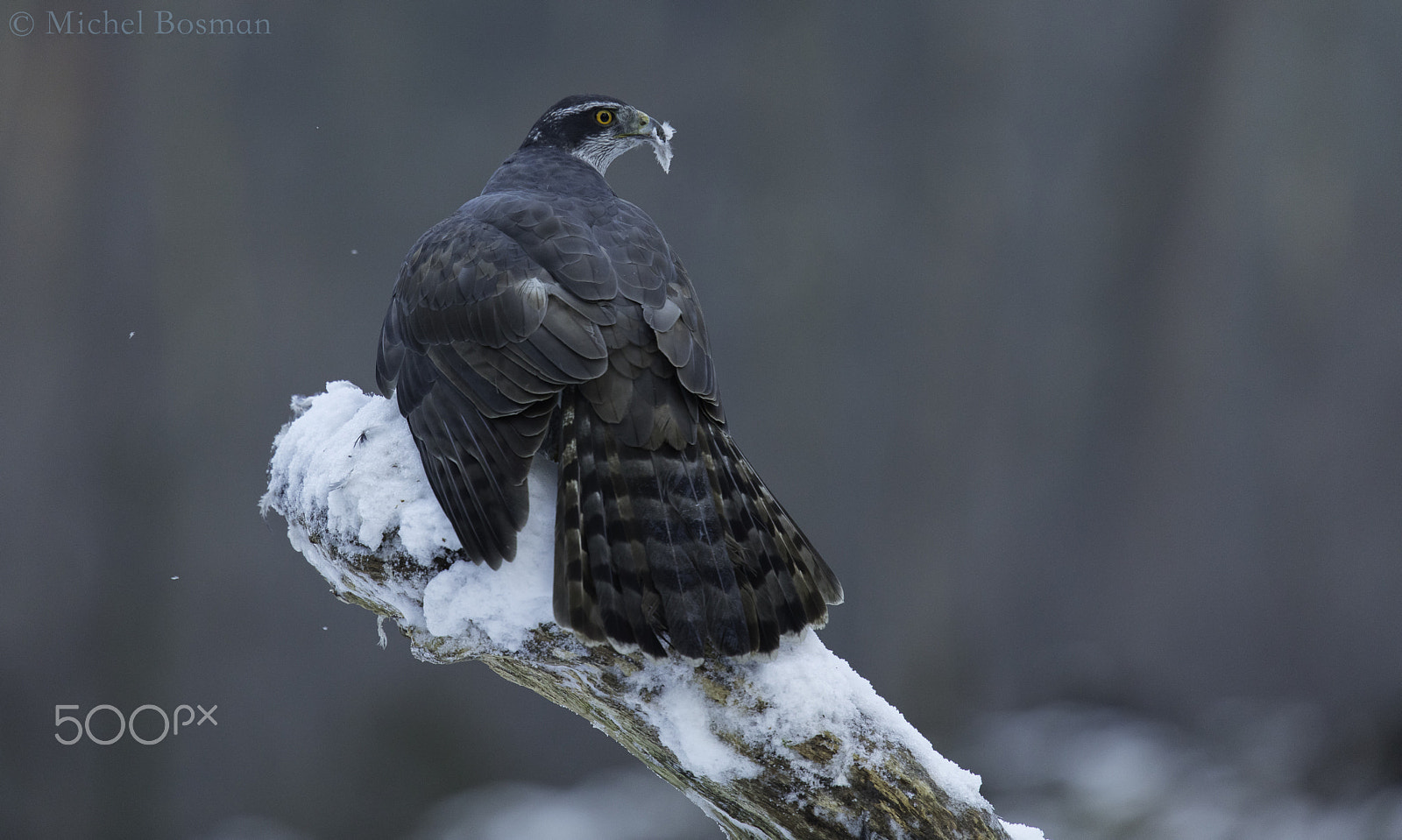 Canon EF 300mm F2.8L IS II USM sample photo. Protecting the prey photography