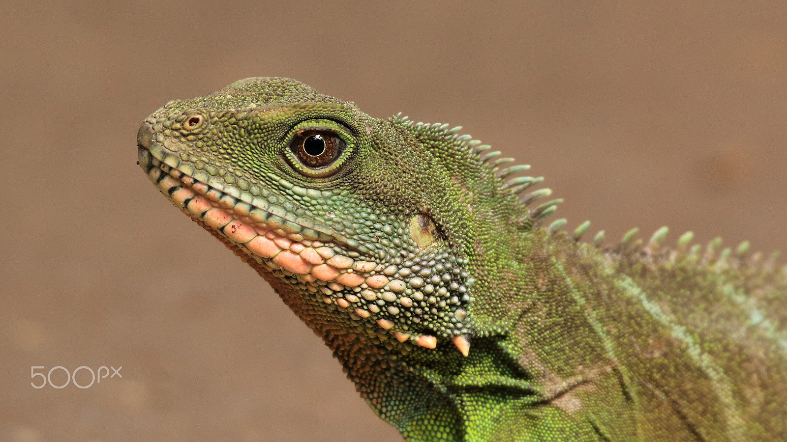 Canon EOS 60D + Sigma 50-500mm F4.5-6.3 DG OS HSM sample photo. Face to face with a green water dragon photography