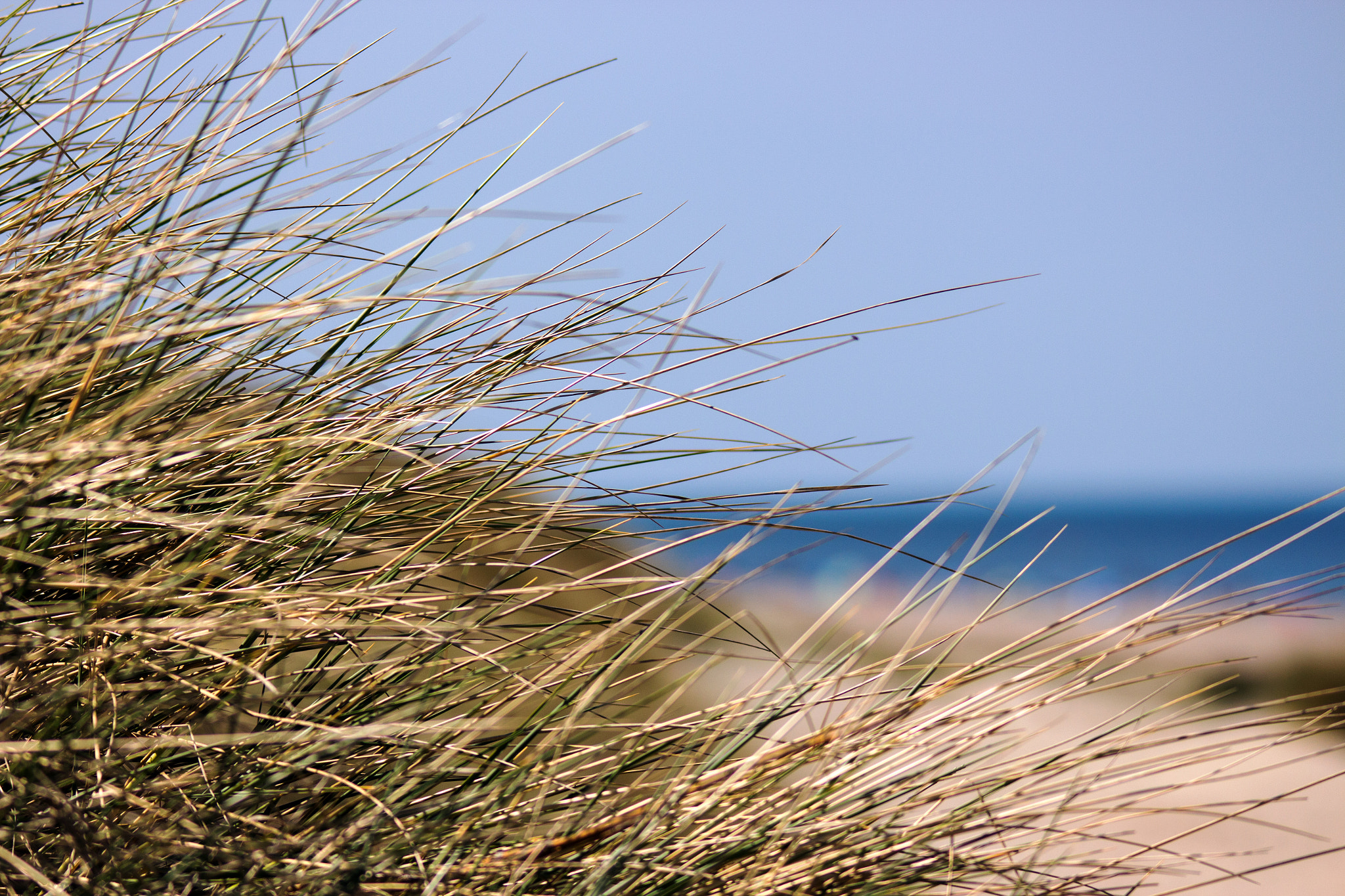 Canon EOS 650D (EOS Rebel T4i / EOS Kiss X6i) + Sigma 150-500mm F5-6.3 DG OS HSM sample photo. Marram grass with north sea coast photography