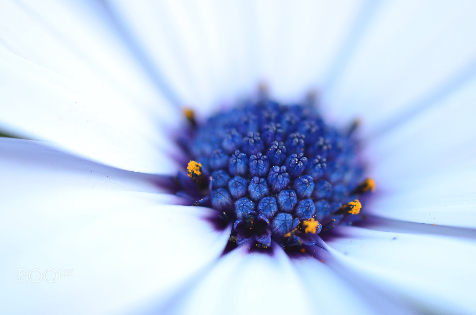 Nikon D7000 + Sigma 50mm F2.8 EX DG Macro sample photo. Cool white flower photography