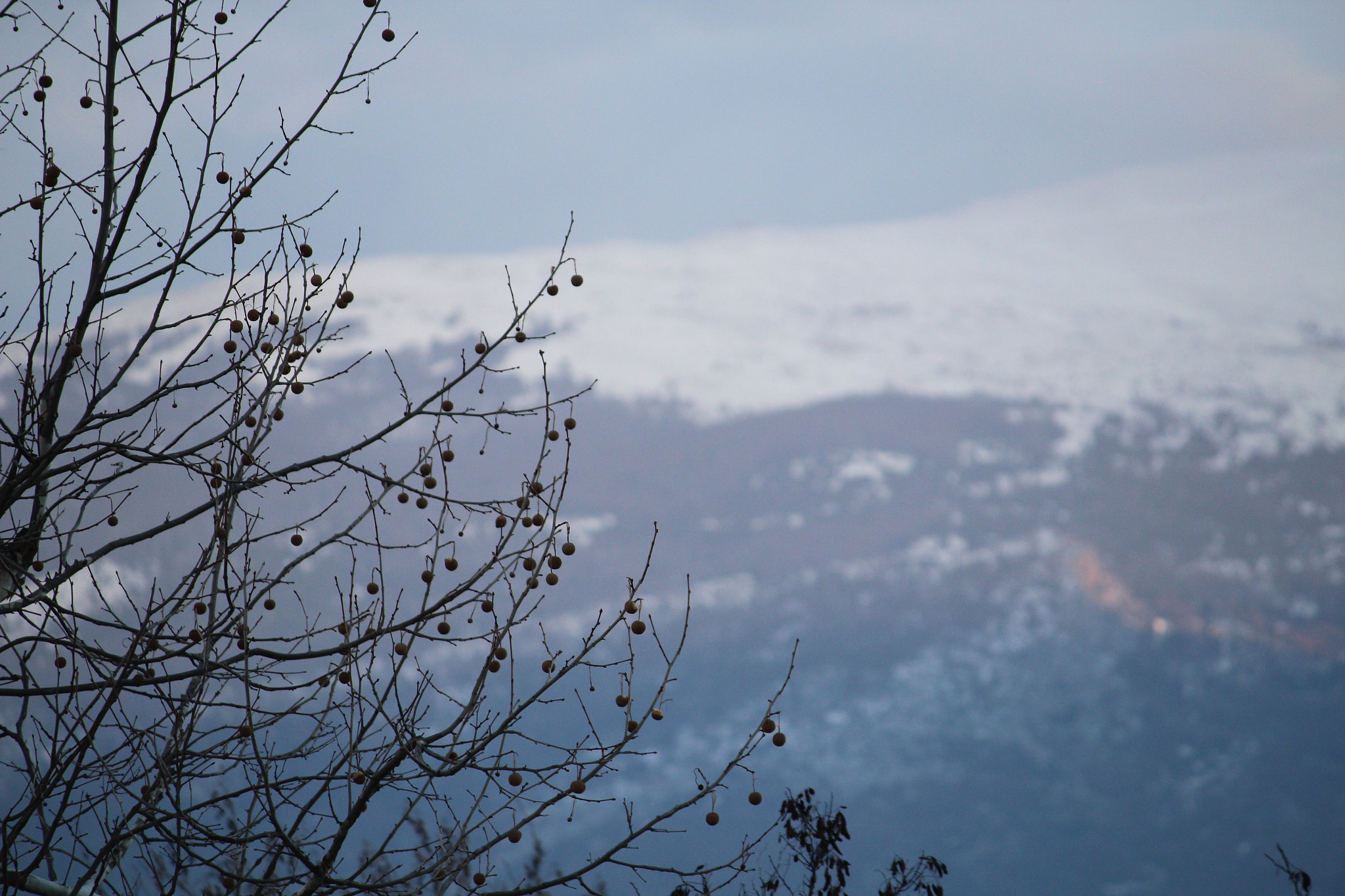 Canon EF-S 55-250mm F4-5.6 IS sample photo. Winter photography