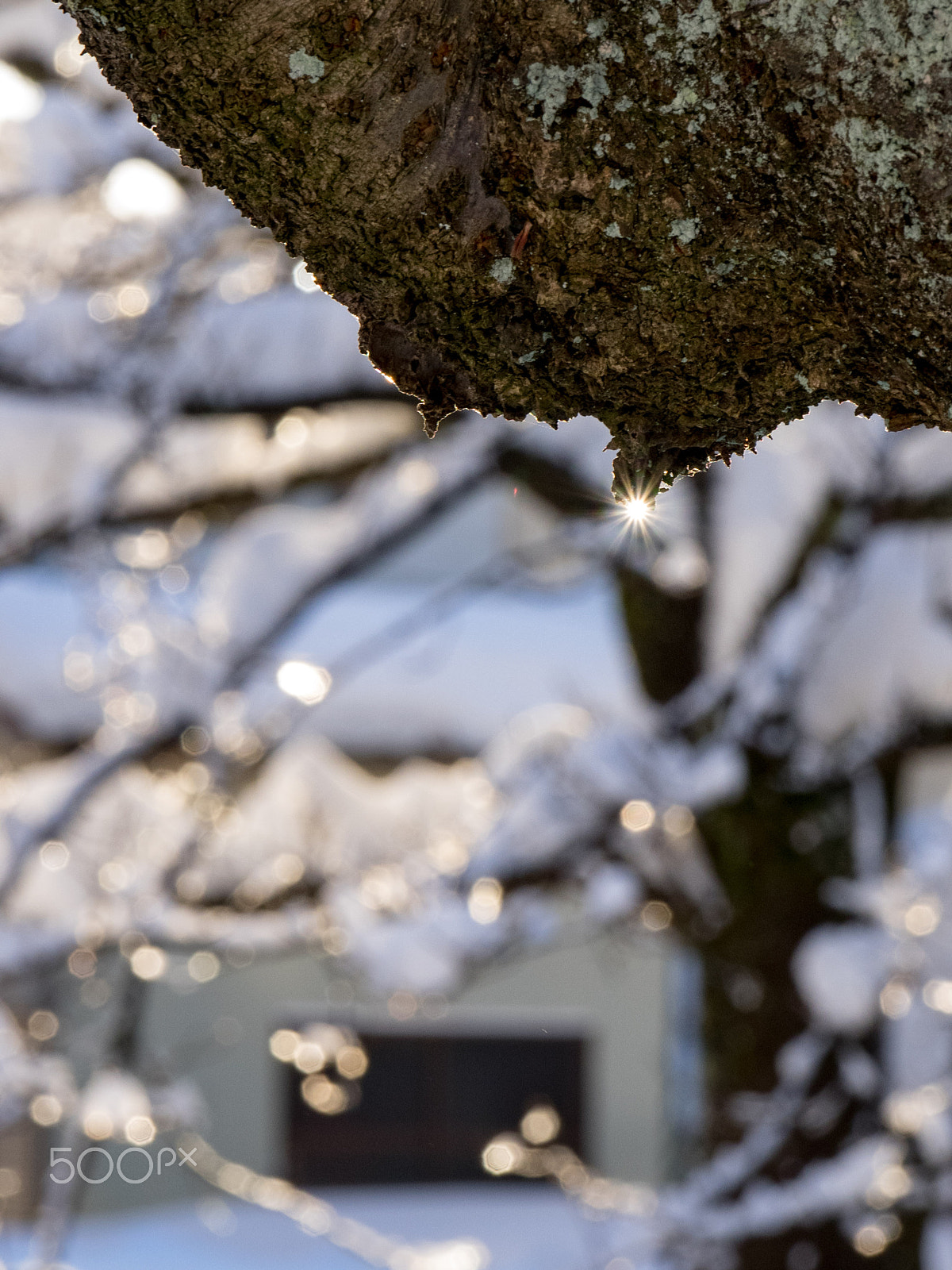 Panasonic Lumix G X Vario 35-100mm F2.8 OIS sample photo. Sunlight photography