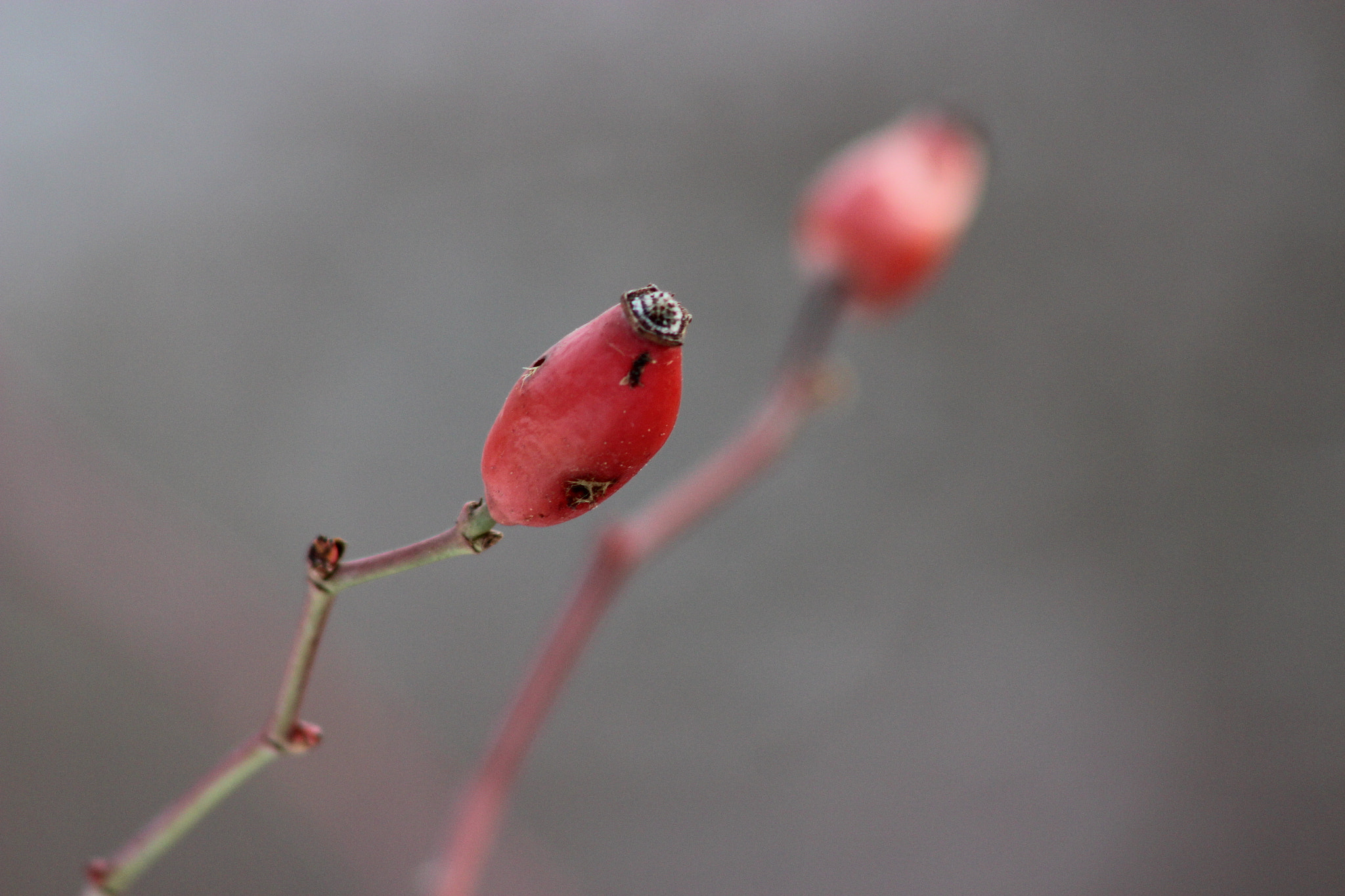 Canon EF 75-300mm f/4-5.6 USM sample photo