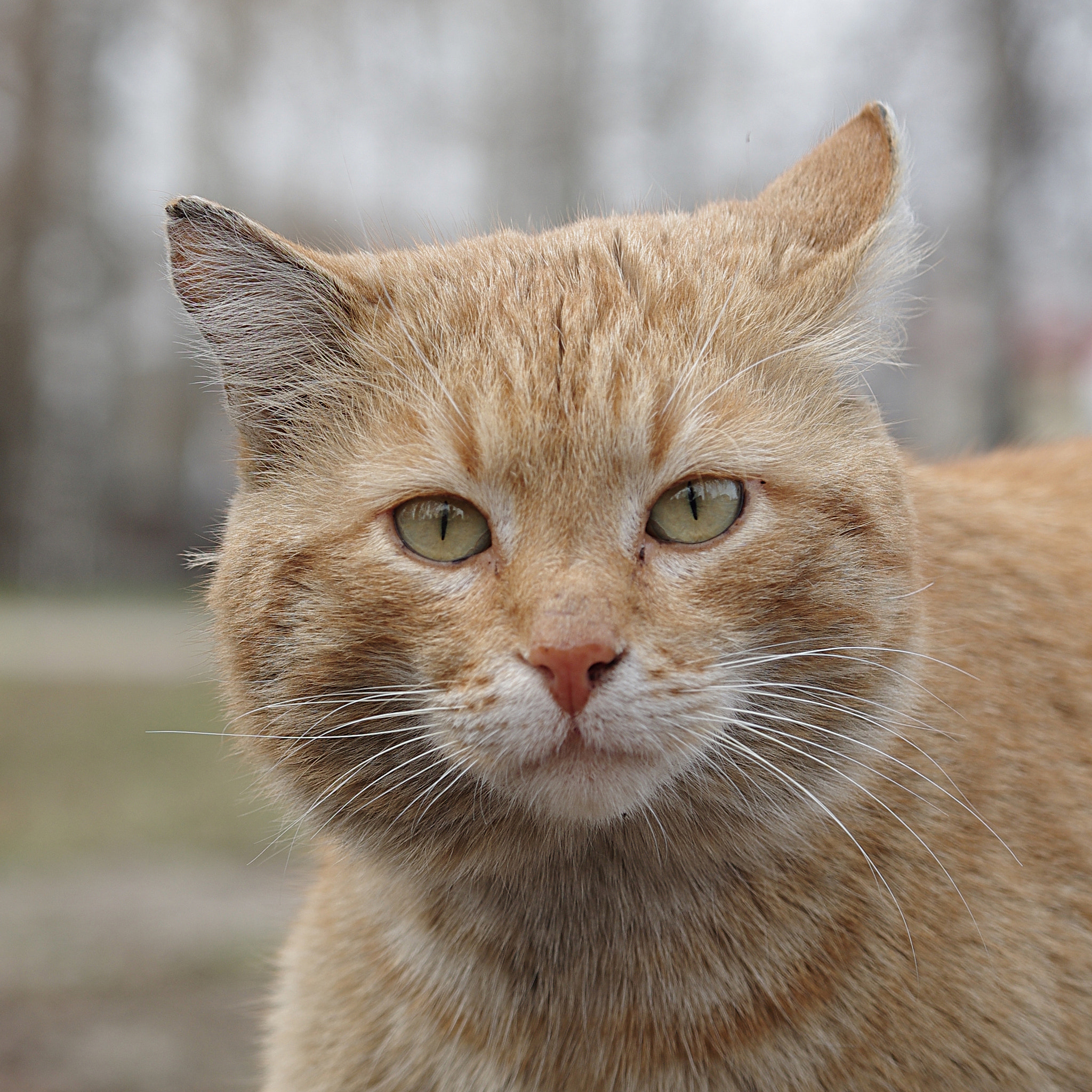 Pentax K-5 IIs sample photo