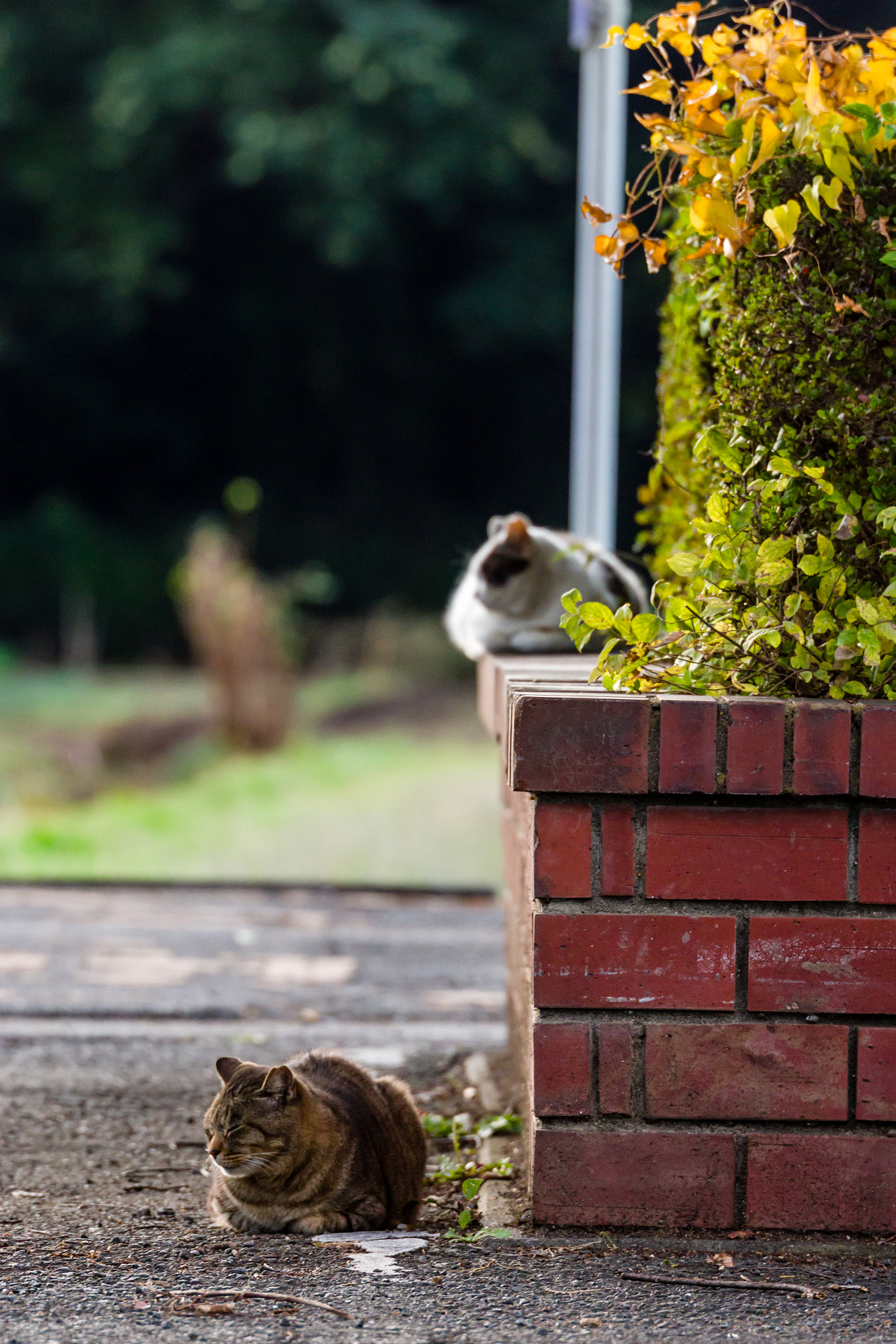 Pentax D FA* 70-200mm F2.8ED DC AW sample photo. ** photography