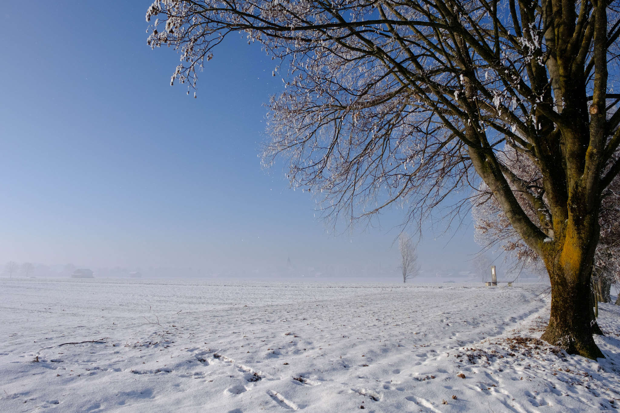 Fujifilm X-Pro2 + Fujifilm XF 16-55mm F2.8 R LM WR sample photo. Polling im winter photography
