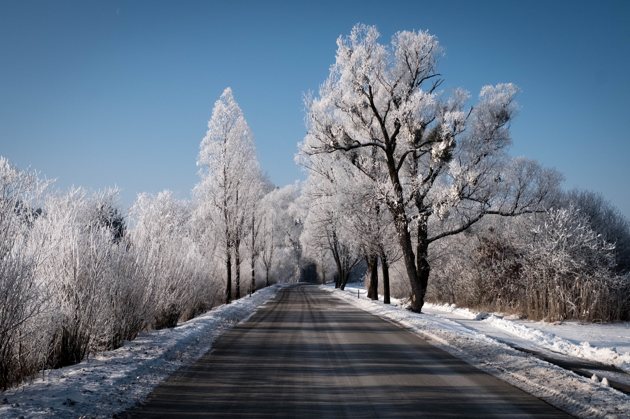Fujifilm X-Pro2 + Fujifilm XF 16-55mm F2.8 R LM WR sample photo. Polling im winter photography