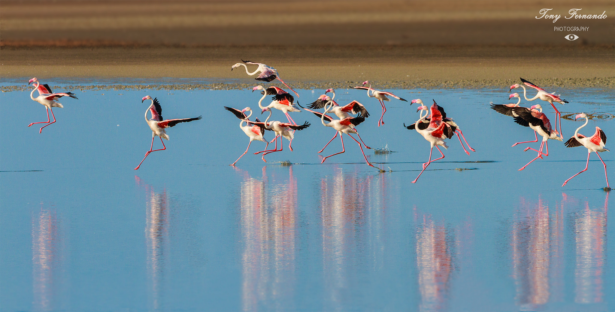 Canon EOS 7D + Canon EF 300mm F2.8L IS USM sample photo. Landing. photography