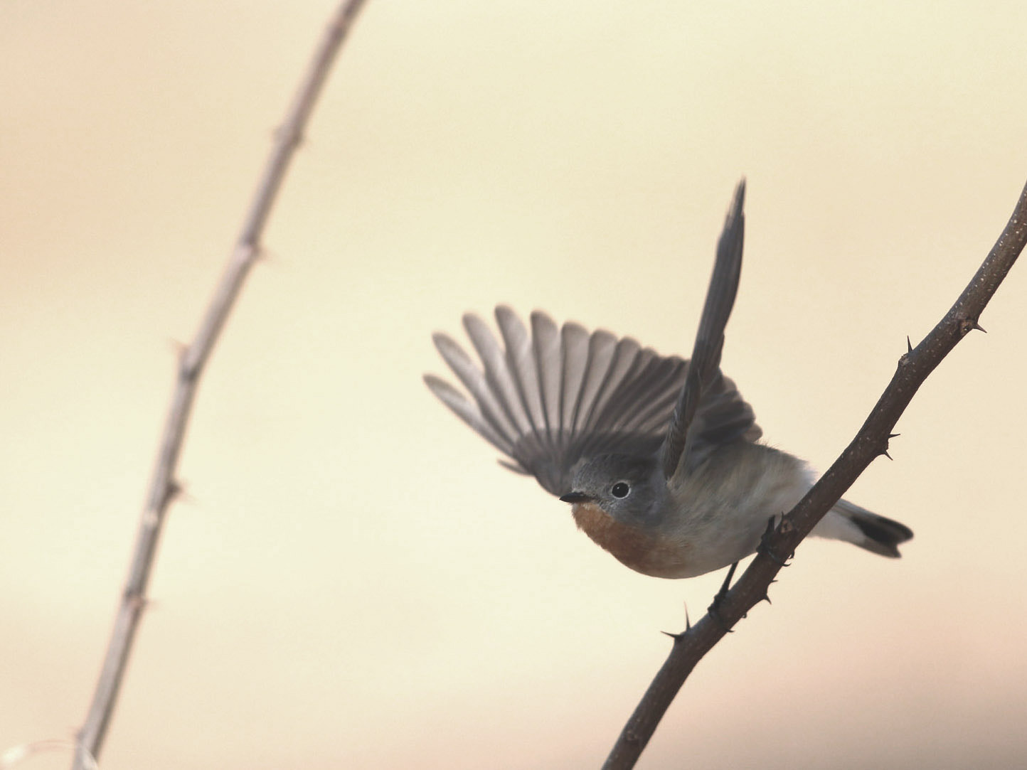 Canon EF 600mm F4L IS II USM sample photo. R photography