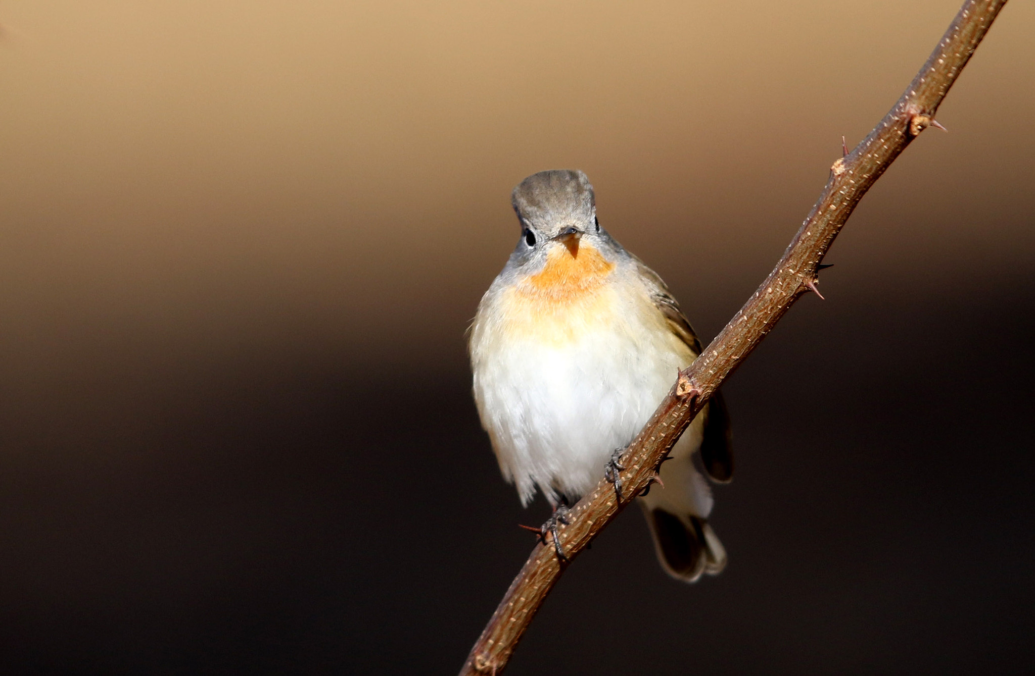 Canon EOS 7D Mark II + Canon EF 600mm F4L IS II USM sample photo. R photography