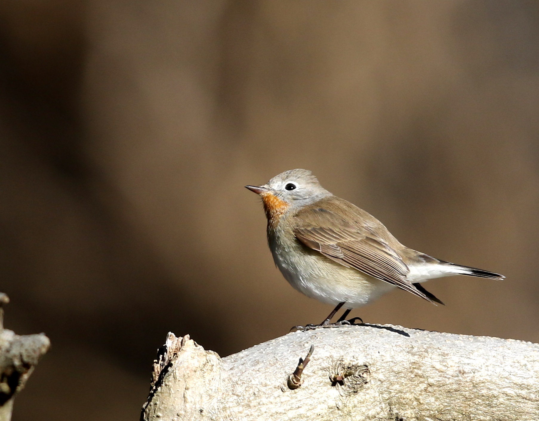 Canon EF 600mm F4L IS II USM sample photo. R photography