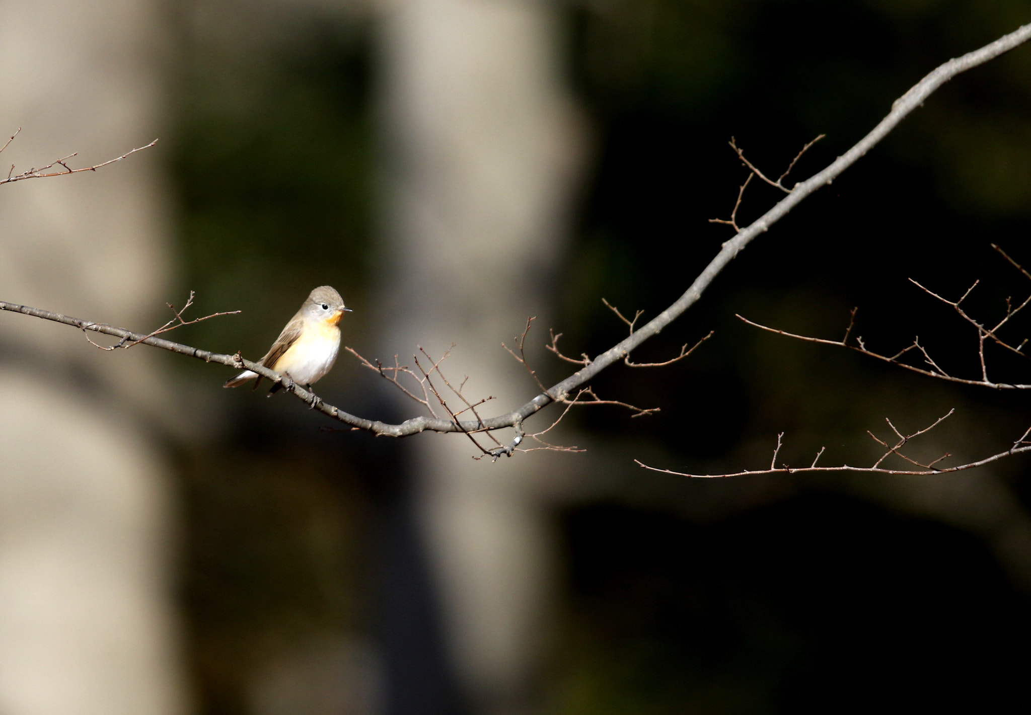 Canon EOS 7D Mark II sample photo. Red-breasted flycatcher photography