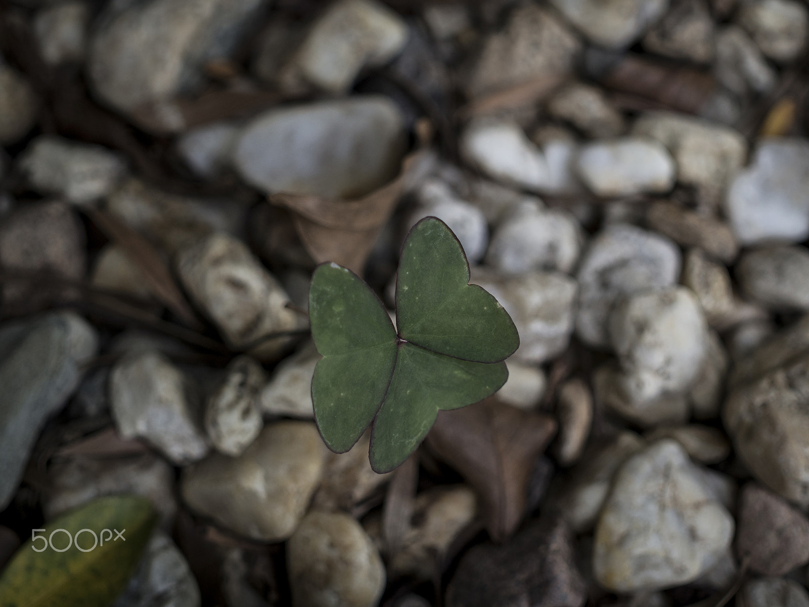 Olympus OM-D E-M10 II + Sigma 30mm F2.8 DN Art sample photo. Little clover. photography