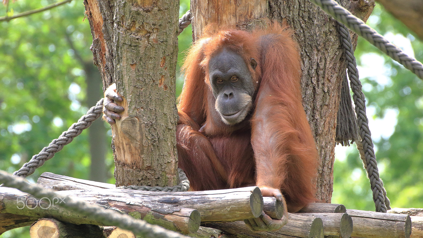 Canon EOS 60D sample photo. Eye to eye with an orang-utan photography