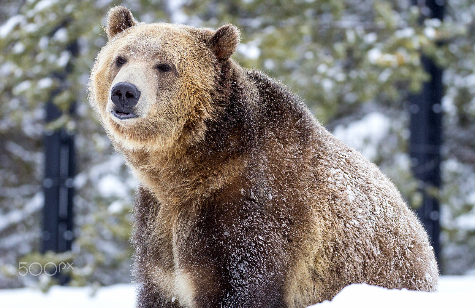 Canon EOS 60D sample photo. Grizzly bear photography