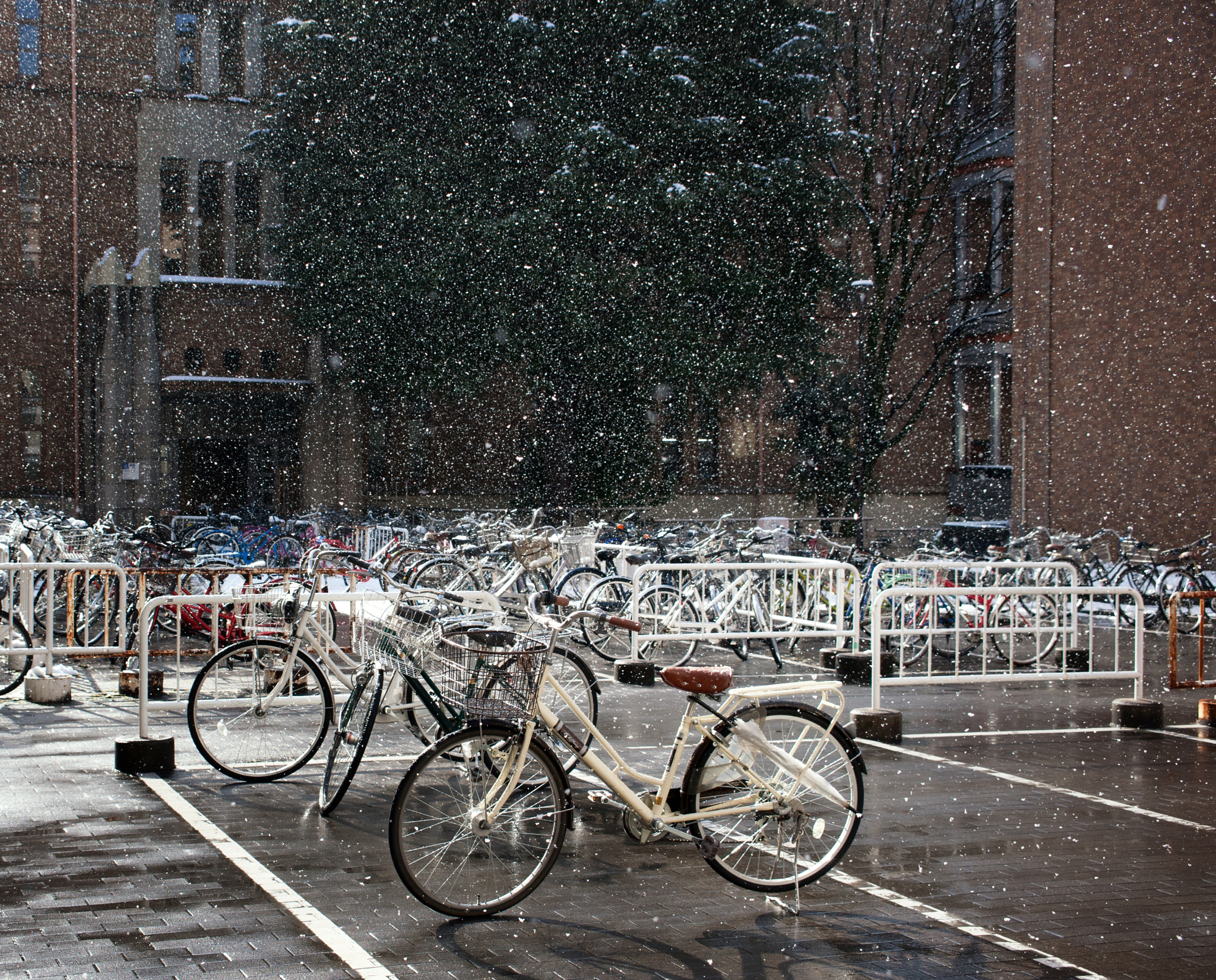 Nikon D700 sample photo. Snowing in the campus photography