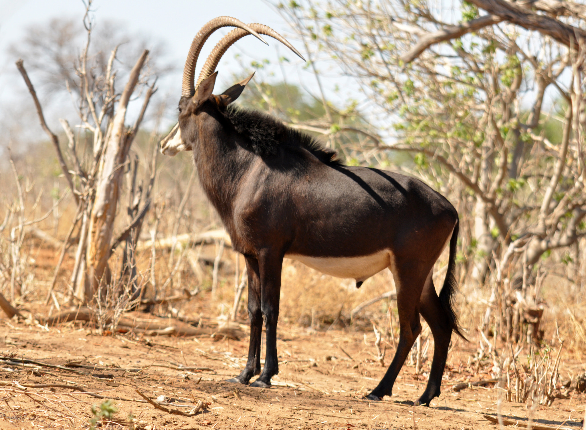 Sigma 150-500mm F5-6.3 DG OS HSM sample photo. Sable bull. photography