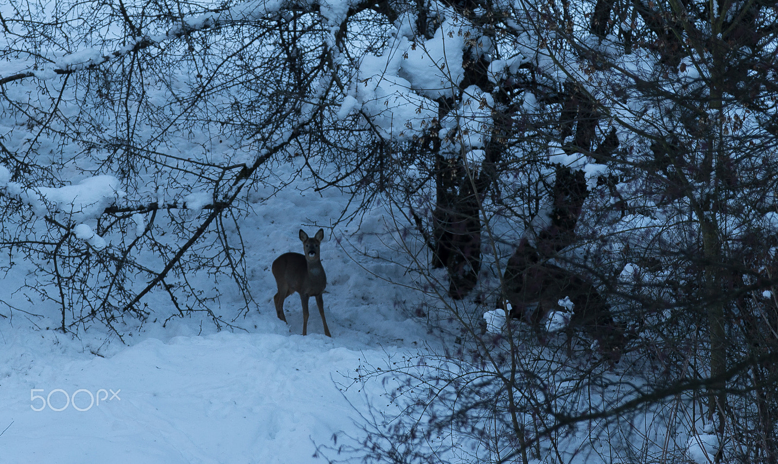 Canon EF 70-200mm F2.8L IS II USM sample photo. Teufelsgraben im winter photography
