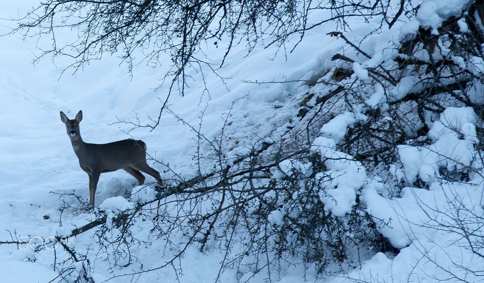 Canon EF 70-200mm F2.8L IS II USM sample photo. Teufelsgraben im winter photography