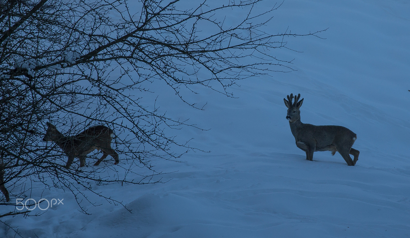 Canon EOS-1D X sample photo. Teufelsgraben im winter photography