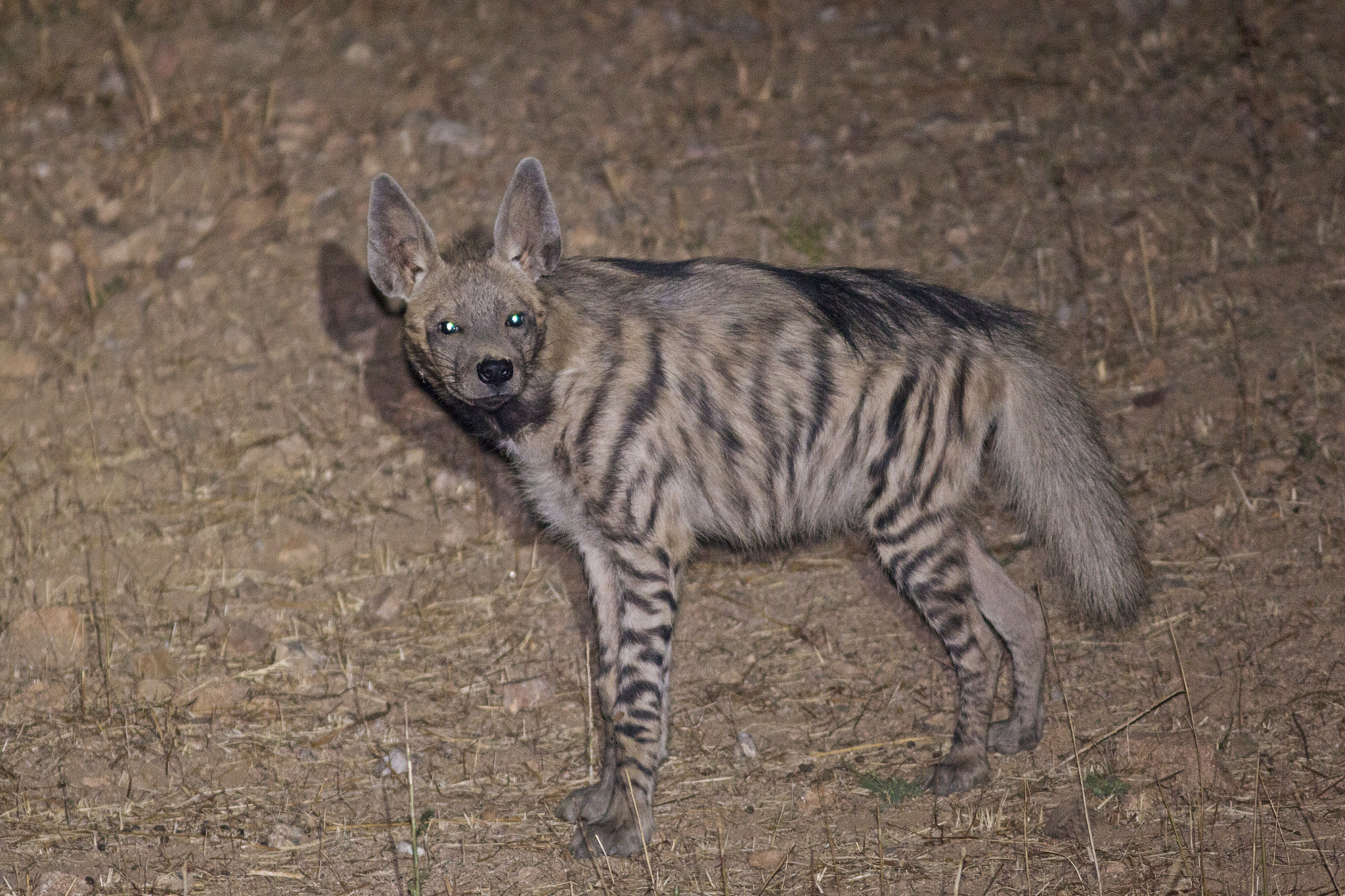 Canon EOS 70D + Canon EF 300mm F4L IS USM sample photo. Striped hyena photography