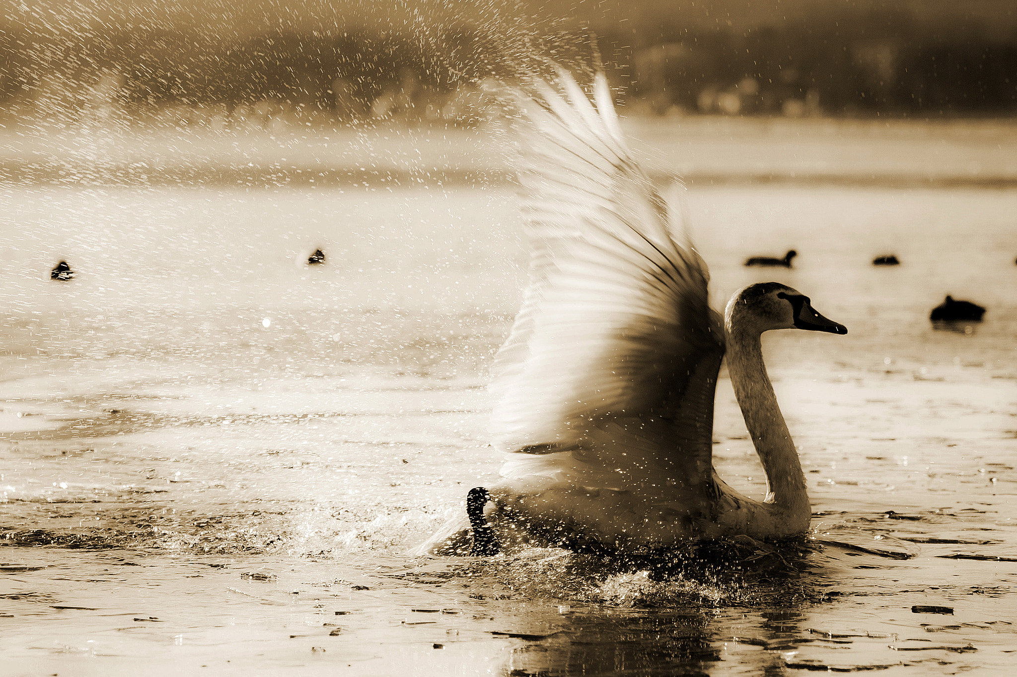 Canon EOS 650D (EOS Rebel T4i / EOS Kiss X6i) sample photo. Swan photography