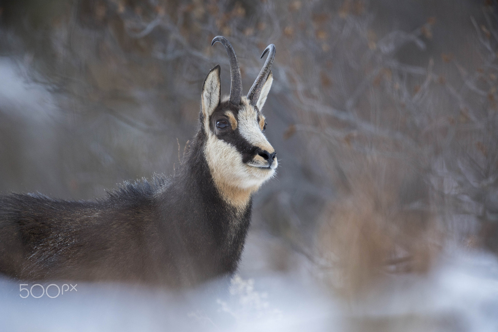 Nikon AF-S Nikkor 600mm F4E FL ED VR sample photo. Chamois portrait photography