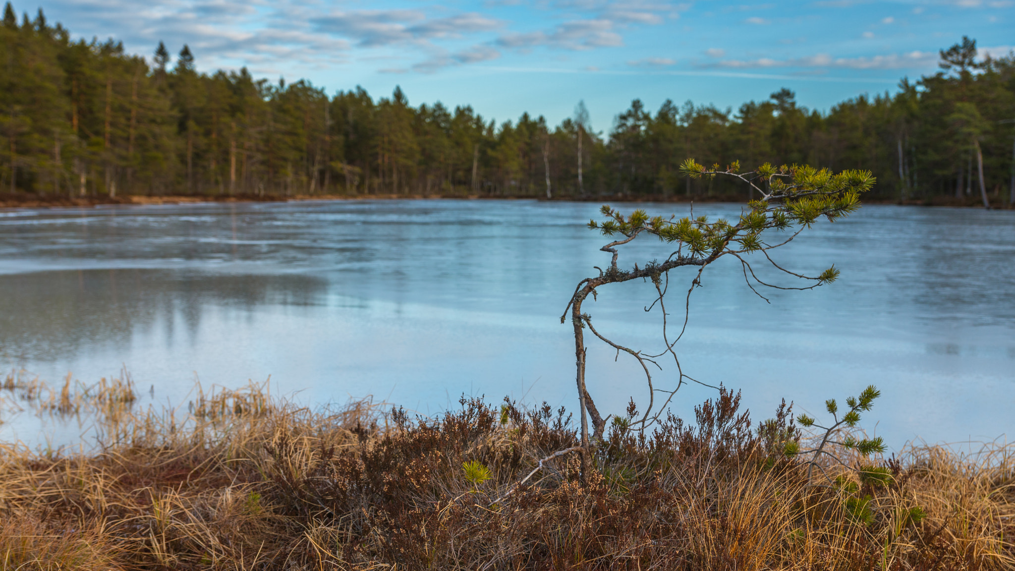 Sony DT 16-50mm F2.8 SSM sample photo. Lonely pine tree photography