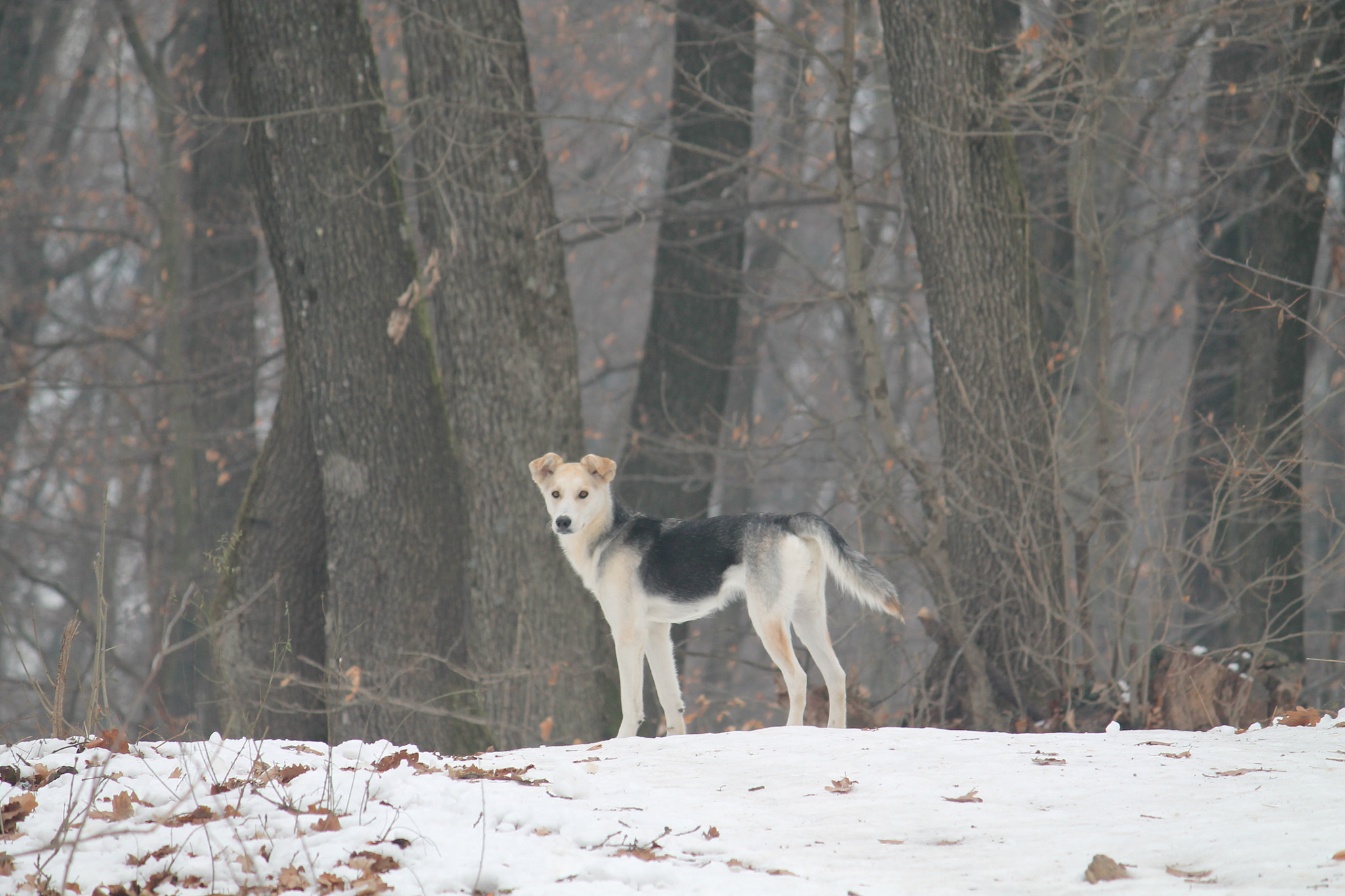 Canon EF-S 55-250mm F4-5.6 IS sample photo. Img photography