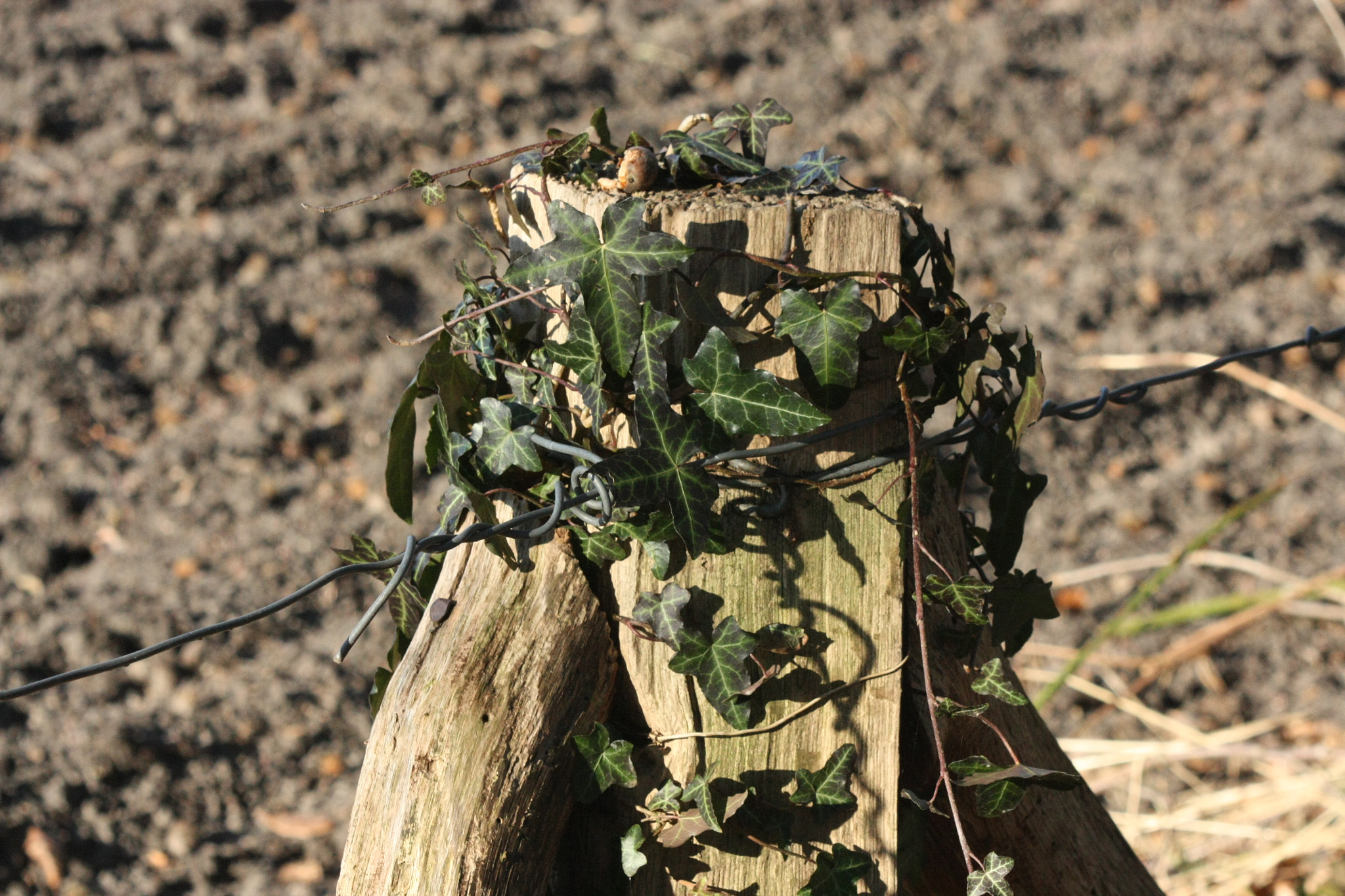 Canon EF 80-200mm F4.5-5.6 II sample photo. Img photography
