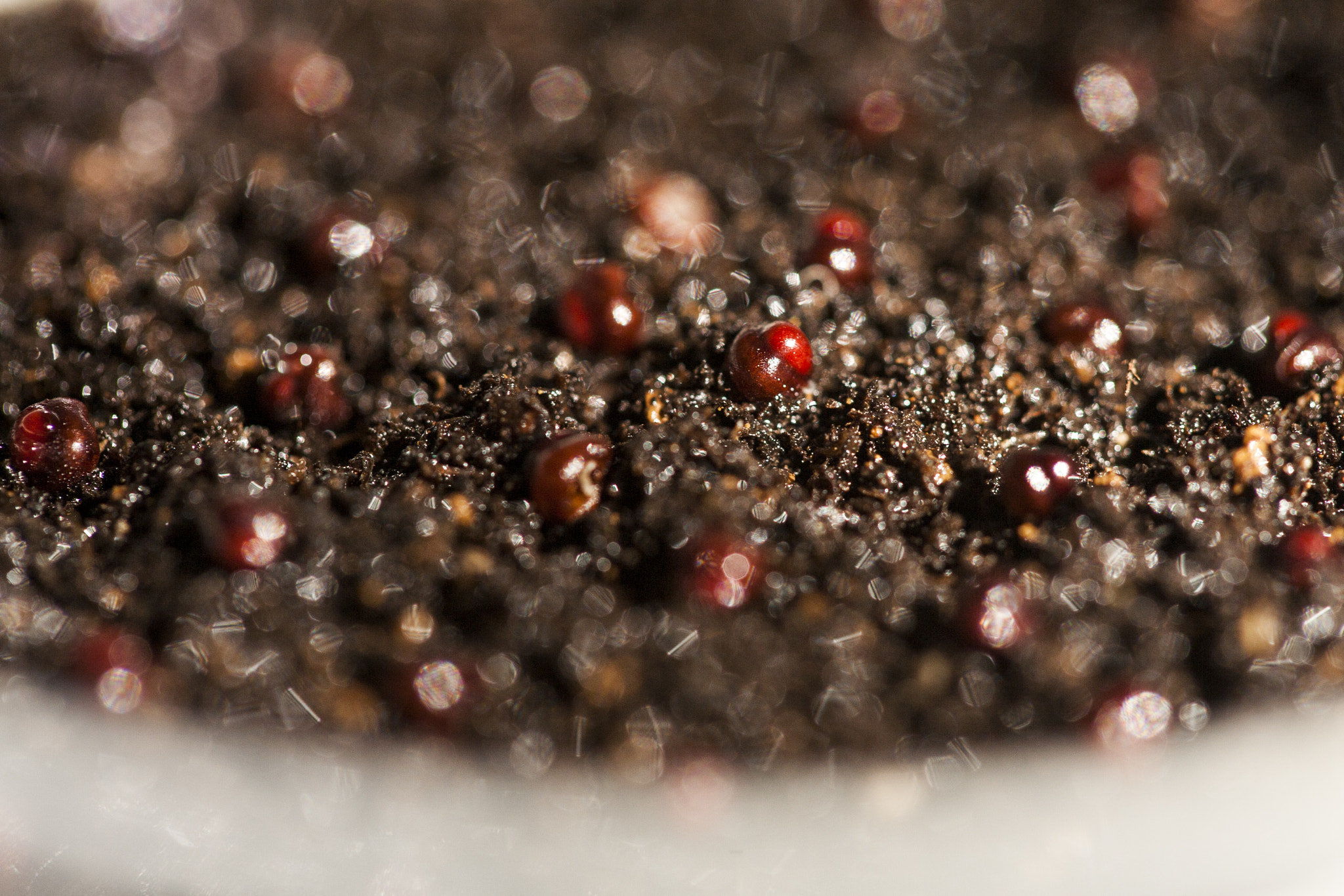 Canon EF 100mm F2.8 Macro USM sample photo. Cultivated photography