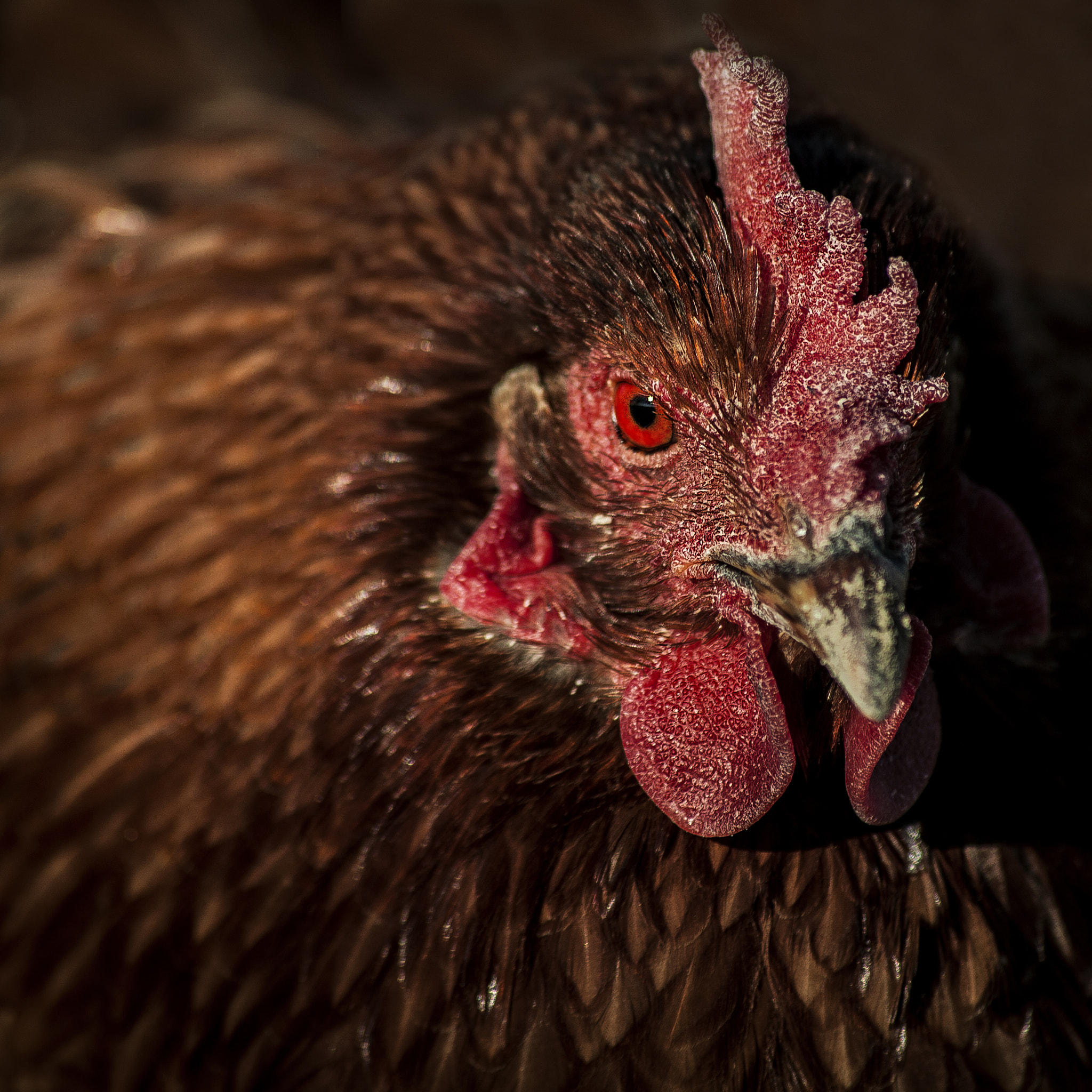 Canon EOS 5D Mark II sample photo. Angry rooster photography