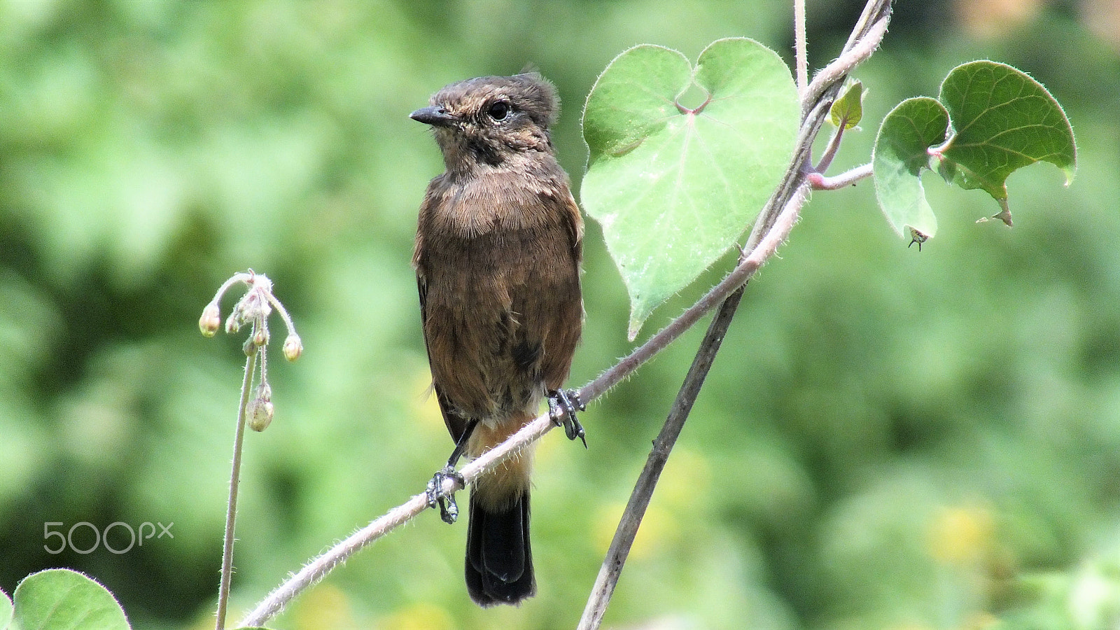 Fujifilm FinePix HS28EXR sample photo. Pied bushchat photography