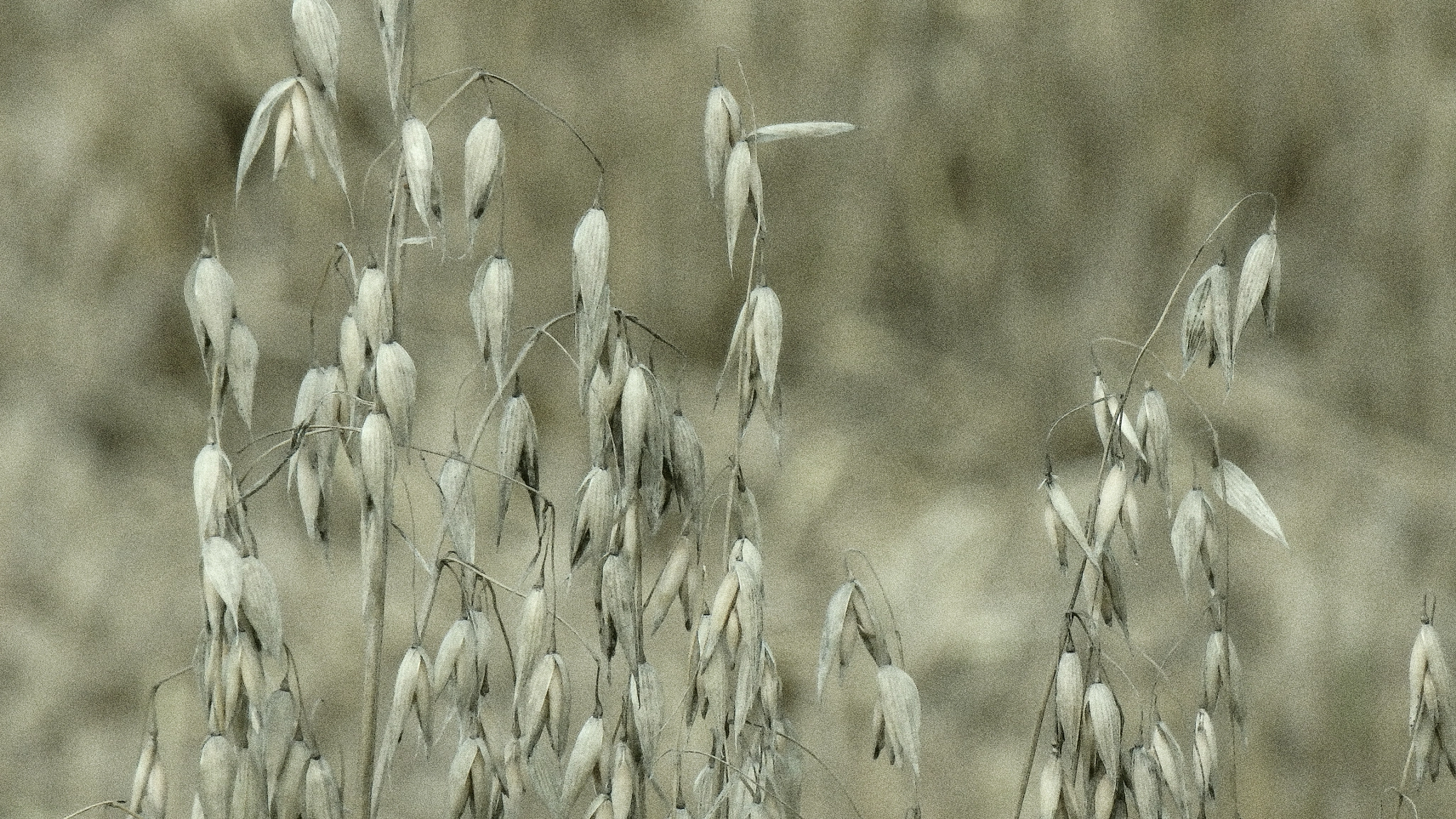 Olympus SH-1 sample photo. Oat photography