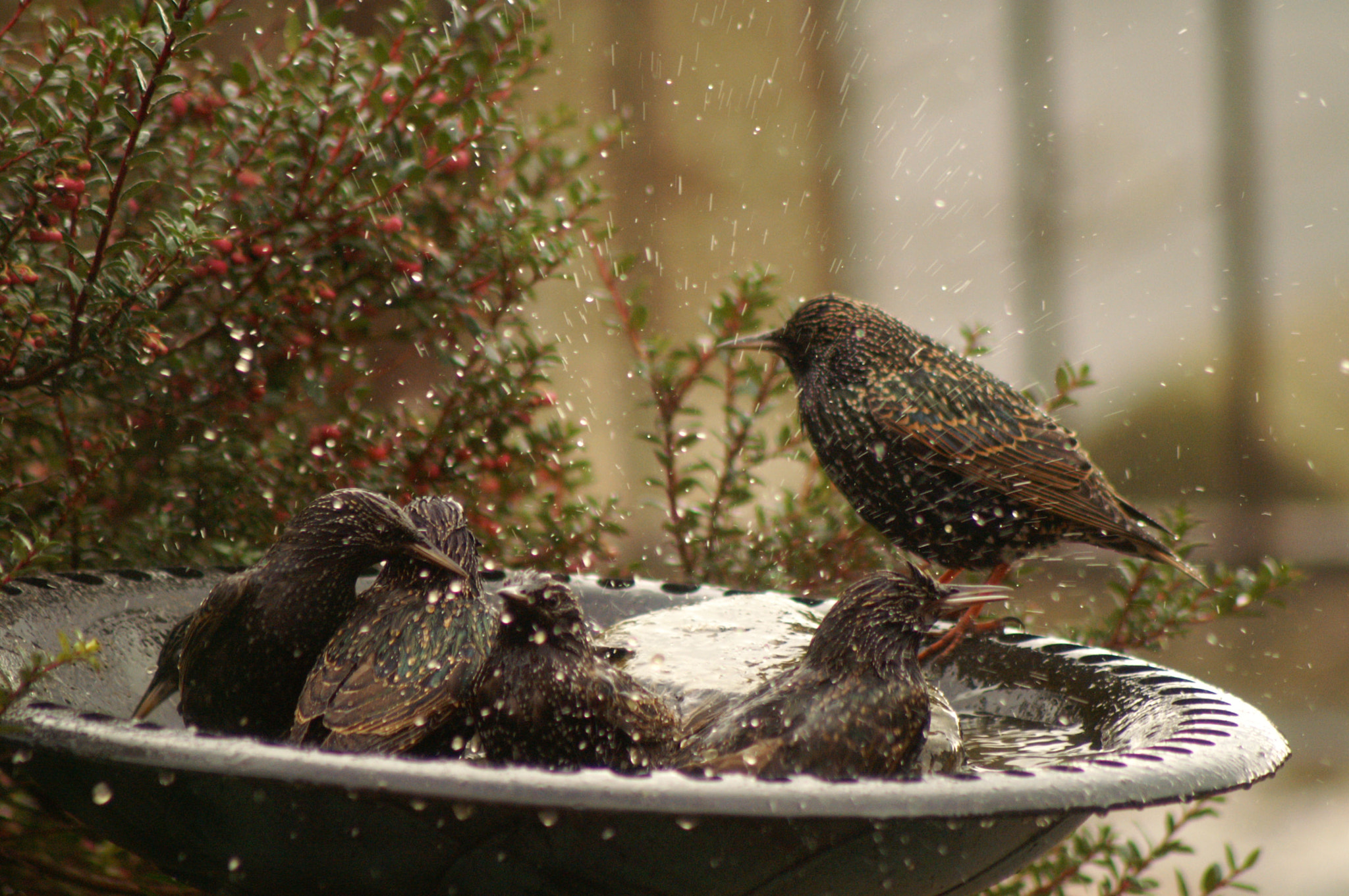 KONICA MINOLTA MAXXUM 5D sample photo. Bath time photography