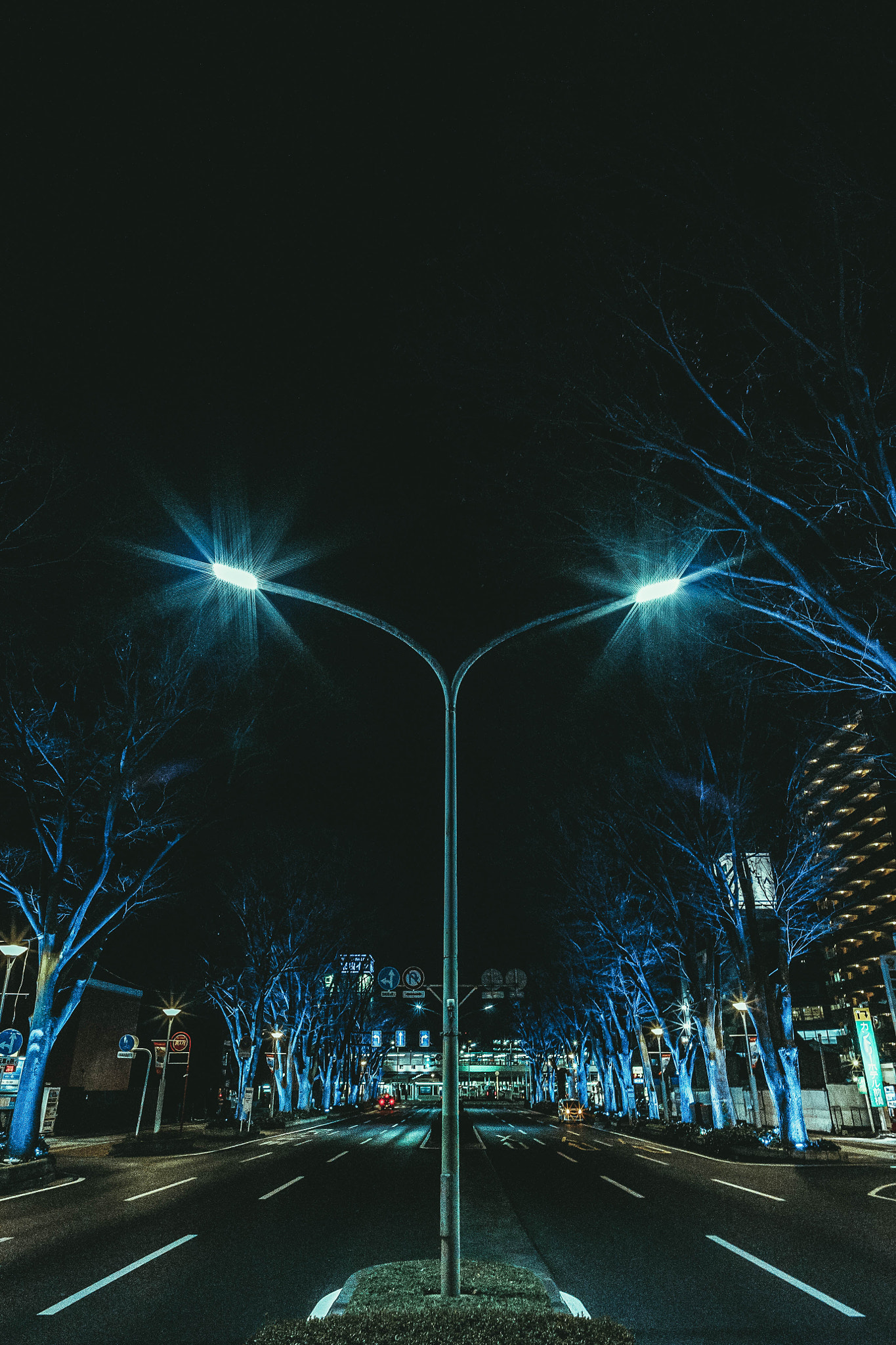 Sony a7 II sample photo. Zelkova tree light up in front of maebashi station photography