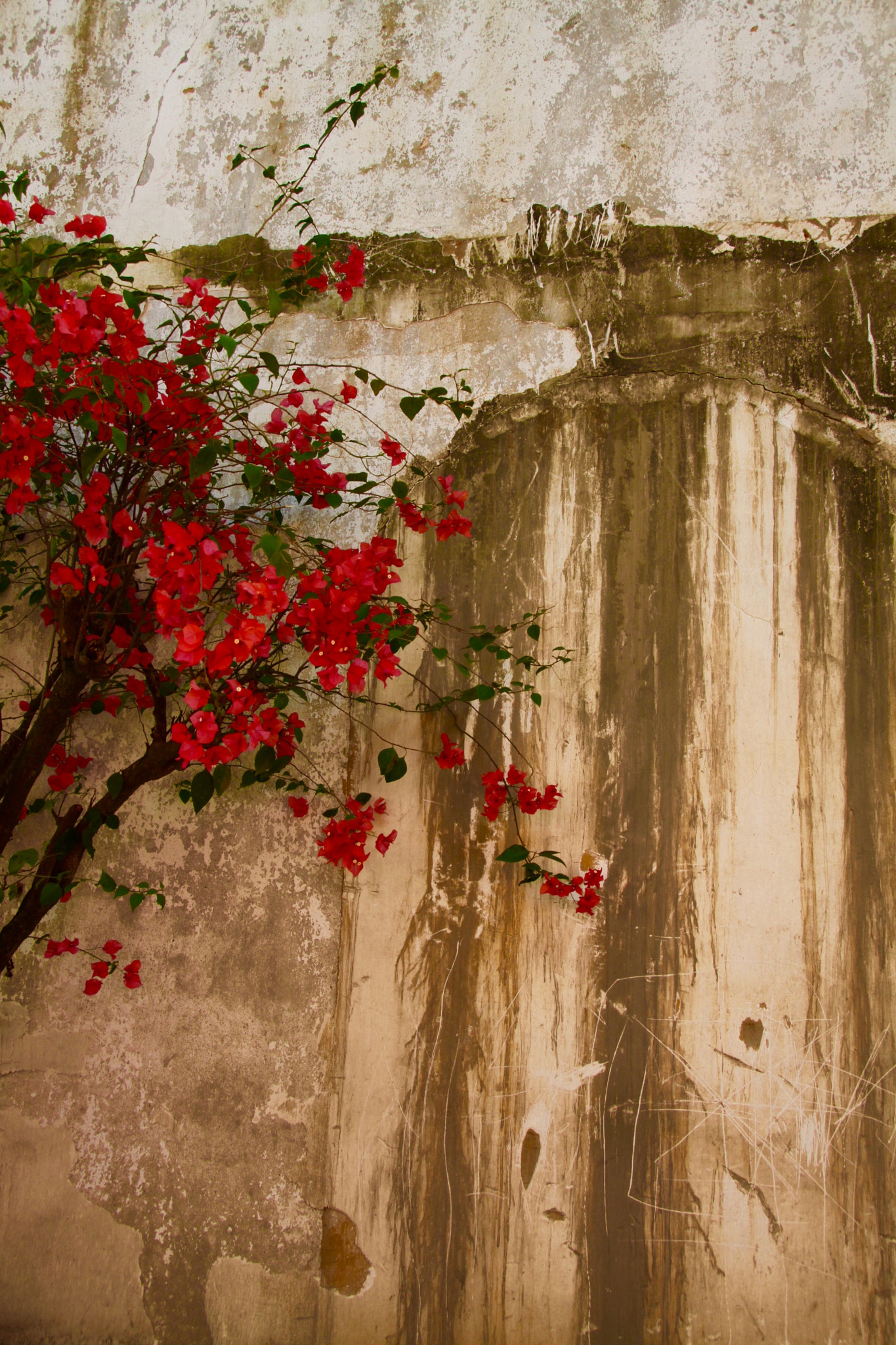Canon 18-250mm sample photo. Flowers photography
