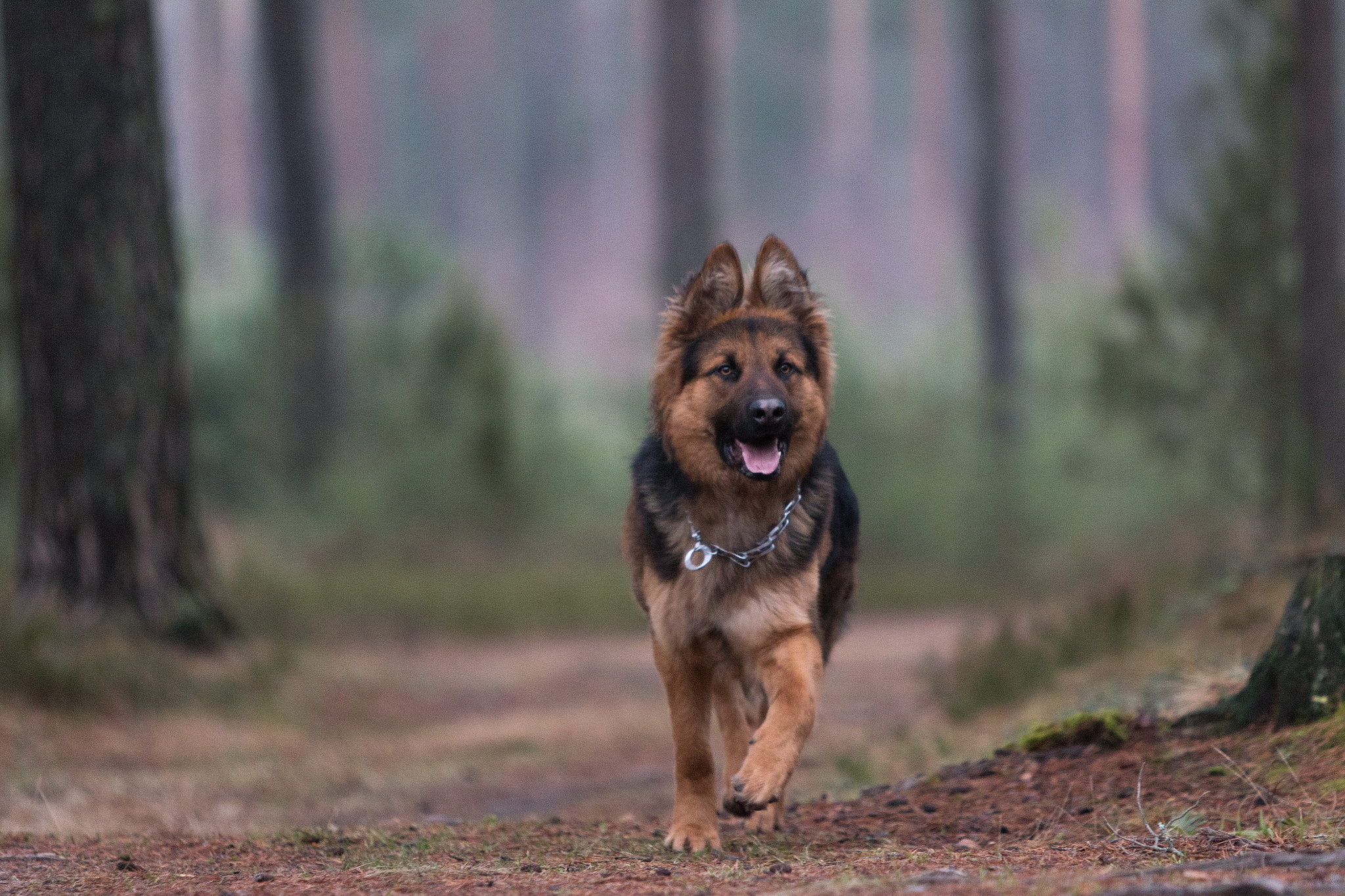 Canon EF 70-200mm F2.8L IS USM sample photo. Reno photography