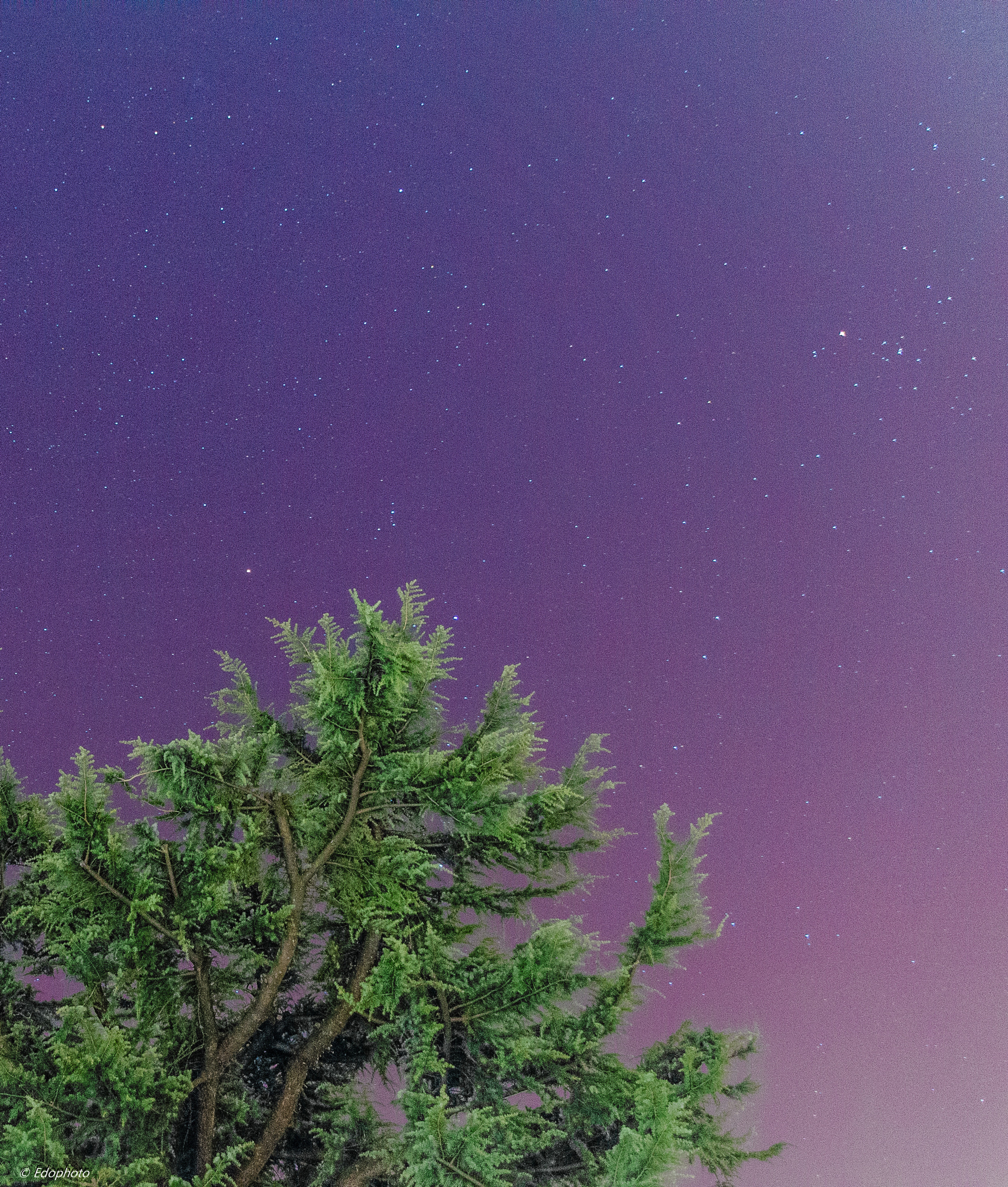 Sigma 28-300mm F3.5-6.3 DG Macro sample photo. Wonderful tree in the sky  photography