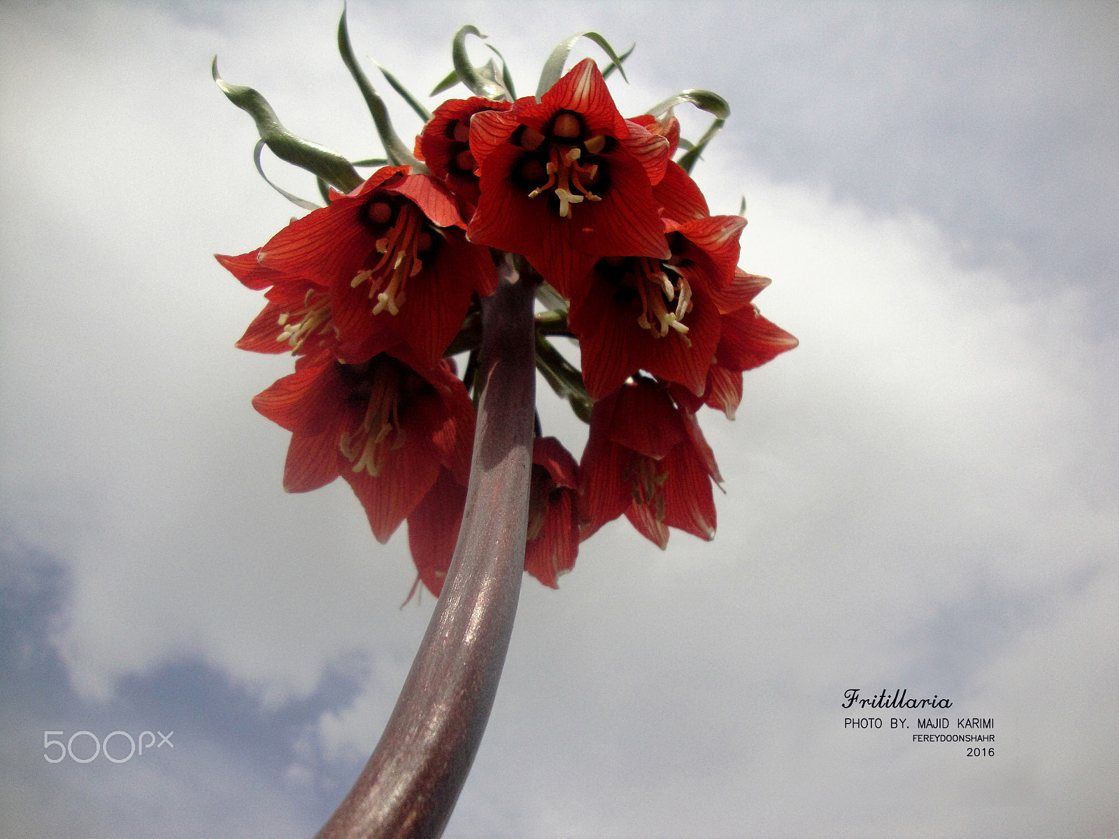 Sony DSC-W210 sample photo. Fritillaria photography