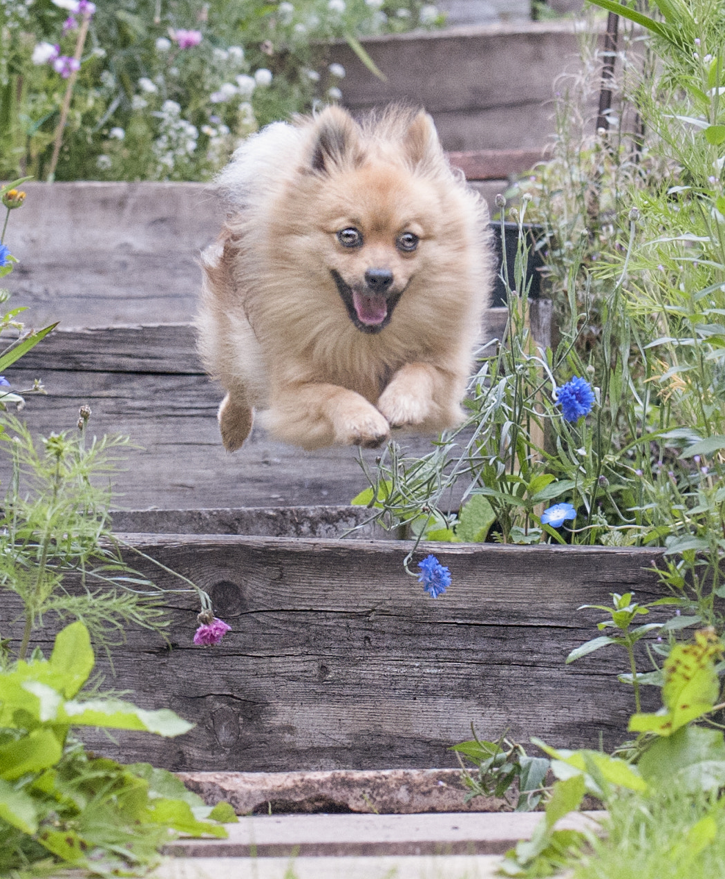 Nikon D3 sample photo. Hugo back garden jump photography
