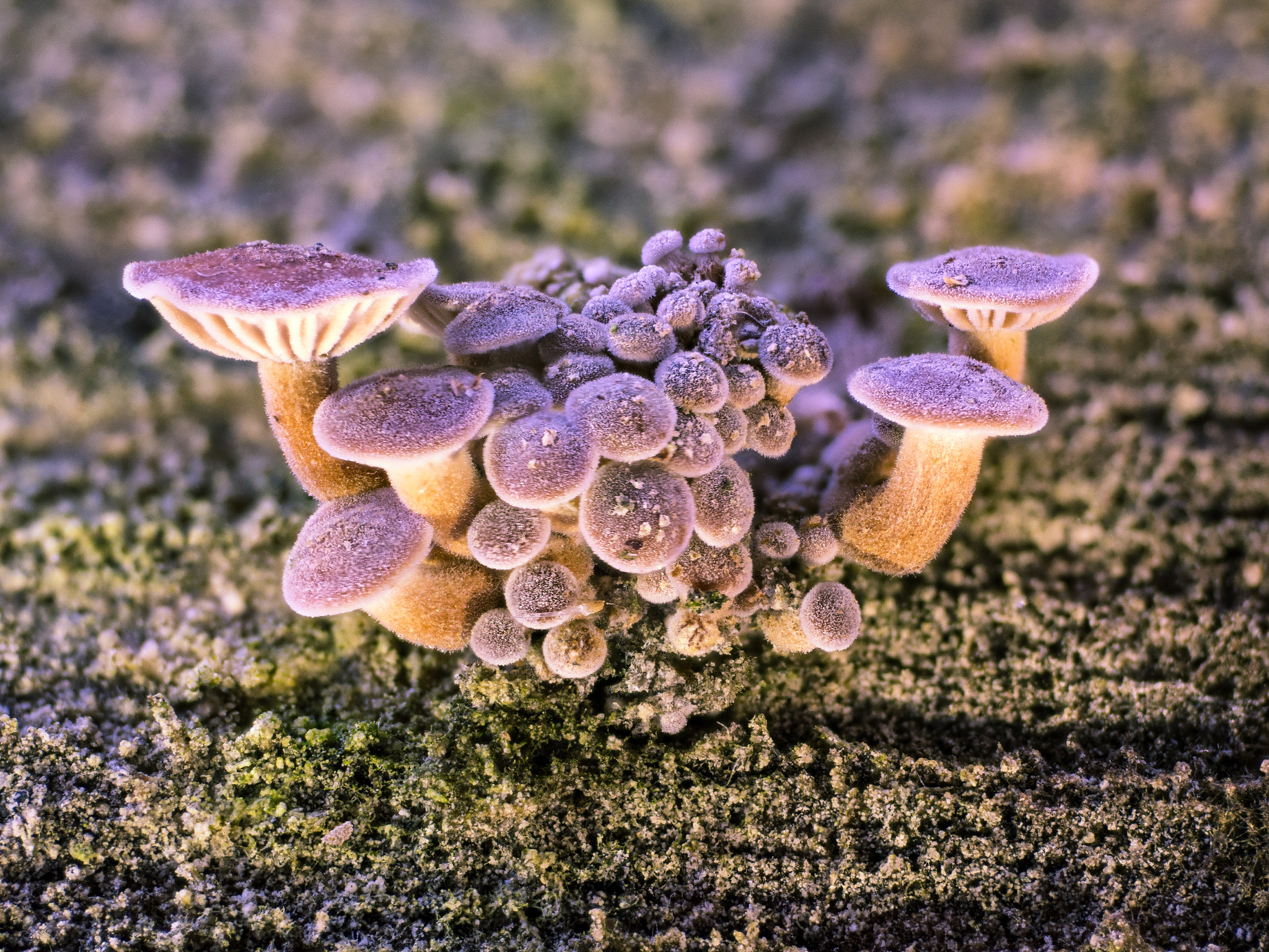 Olympus M.Zuiko Digital ED 60mm F2.8 Macro sample photo. Want to fly ? photography