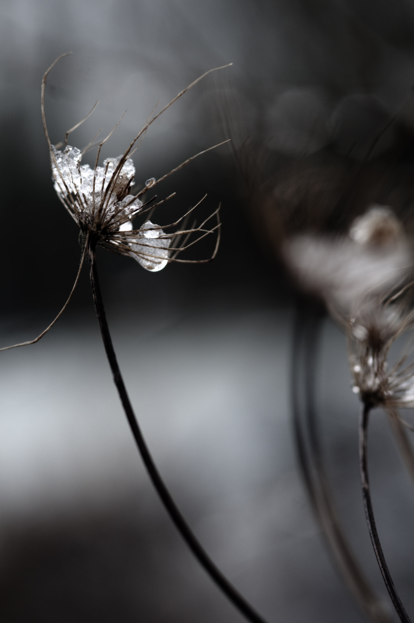 Nikon AF-S Micro-Nikkor 105mm F2.8G IF-ED VR sample photo. Onlycolors photography