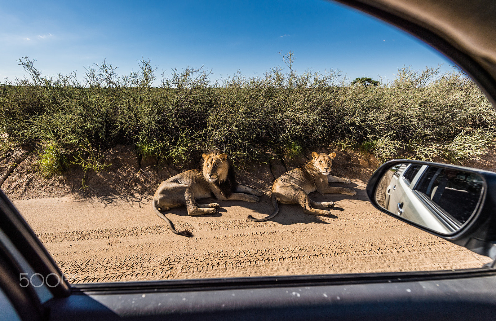 Nikon D4S sample photo. 14mm lions... photography