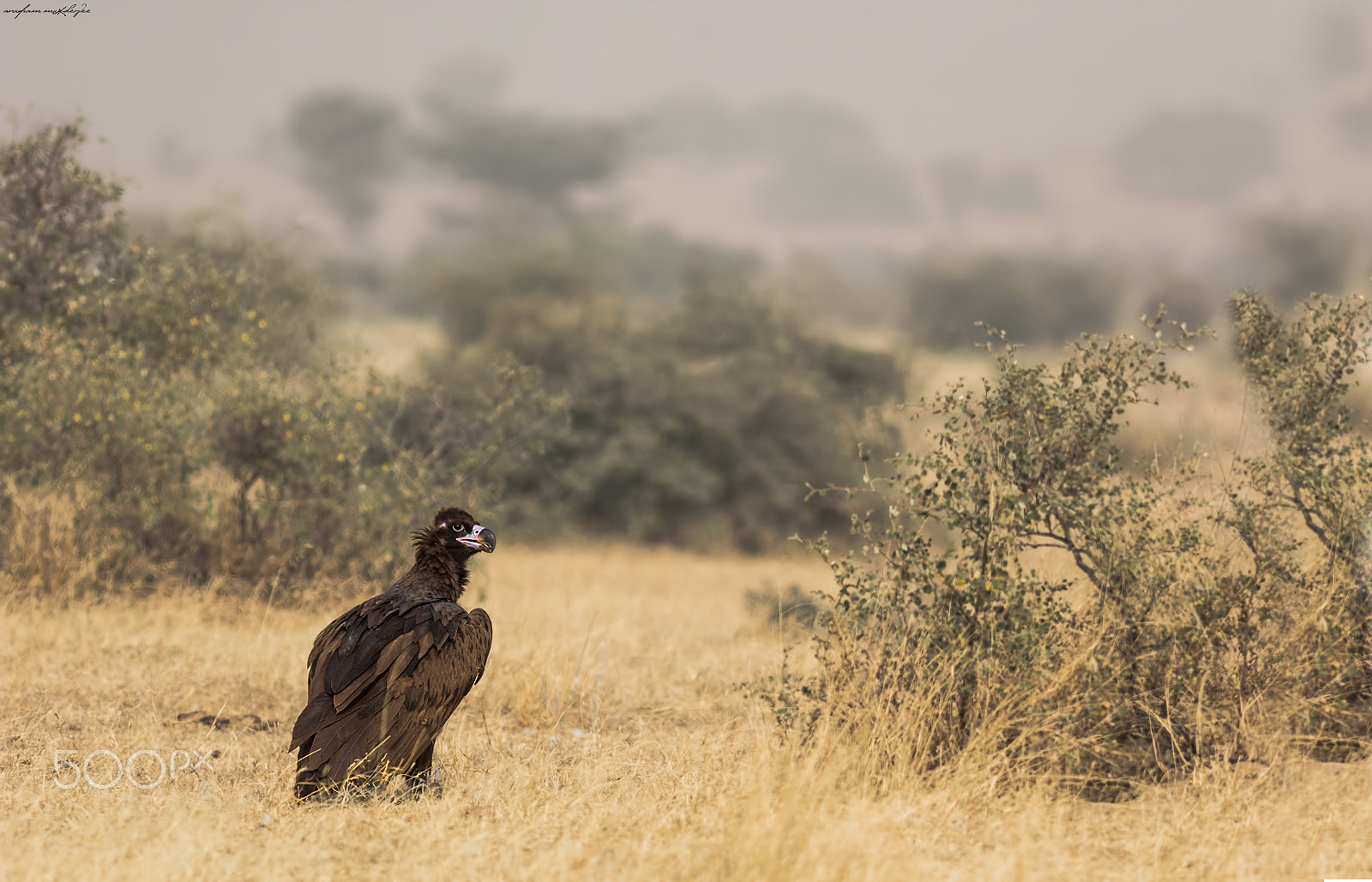 Canon EOS 60D + Canon EF 400mm F5.6L USM sample photo. Cinereous vulture photography