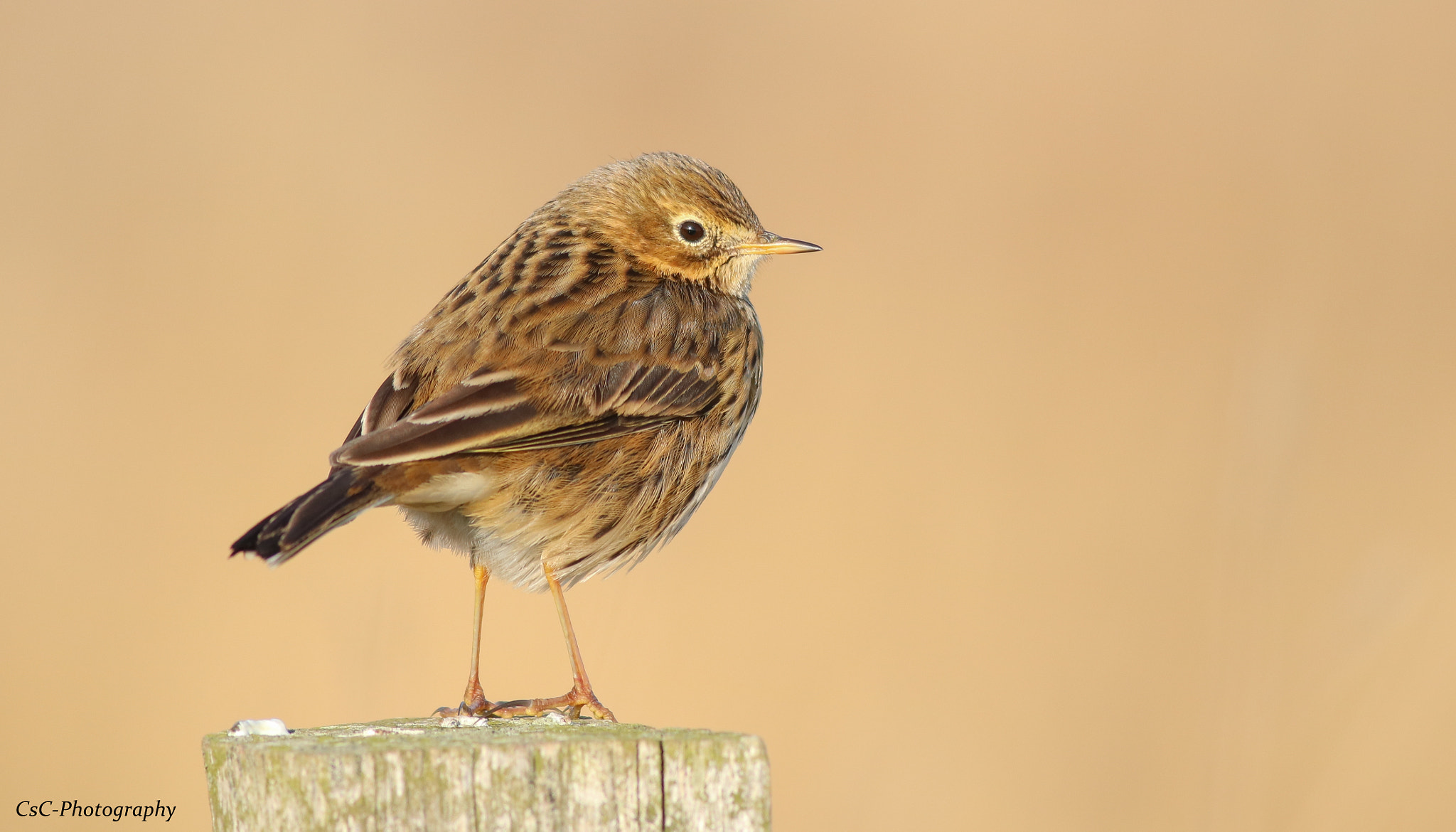 Canon EOS 760D (EOS Rebel T6s / EOS 8000D) sample photo. Meadow pipit photography