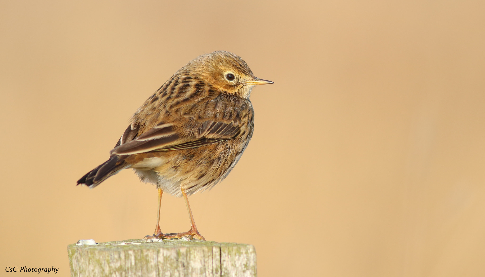 Canon EOS 760D (EOS Rebel T6s / EOS 8000D) + Canon EF 400mm F5.6L USM sample photo. Meadow pipit photography