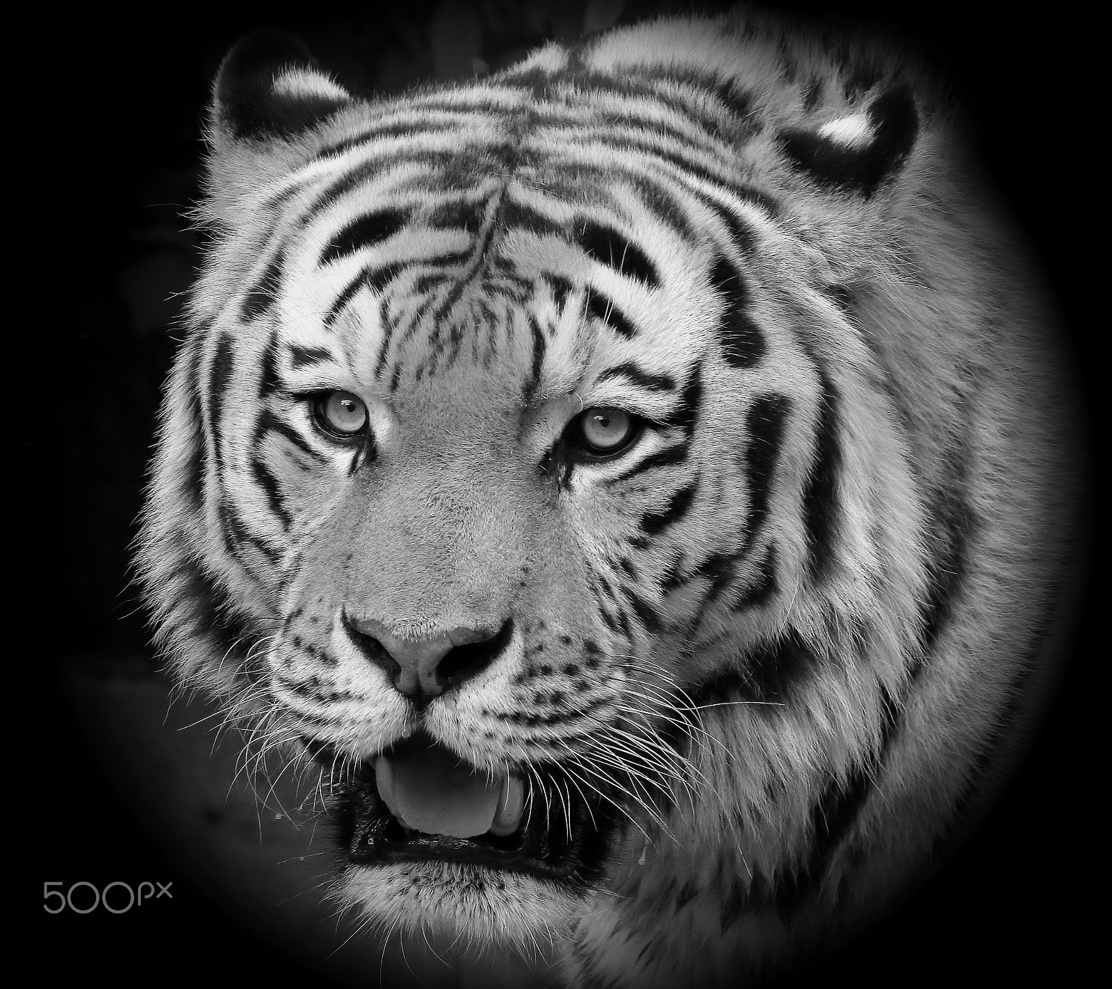 Canon EOS 60D + Sigma 50-500mm F4.5-6.3 DG OS HSM sample photo. Eye of the tiger photography